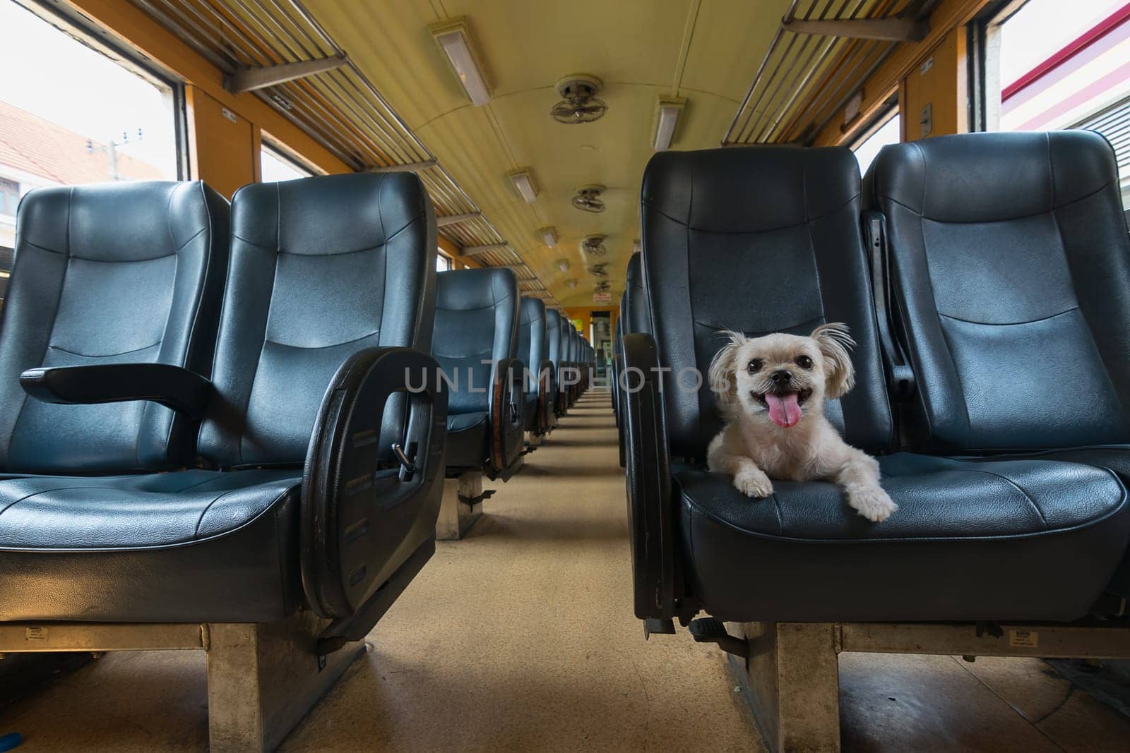 The cute dog travel by vintage railway train