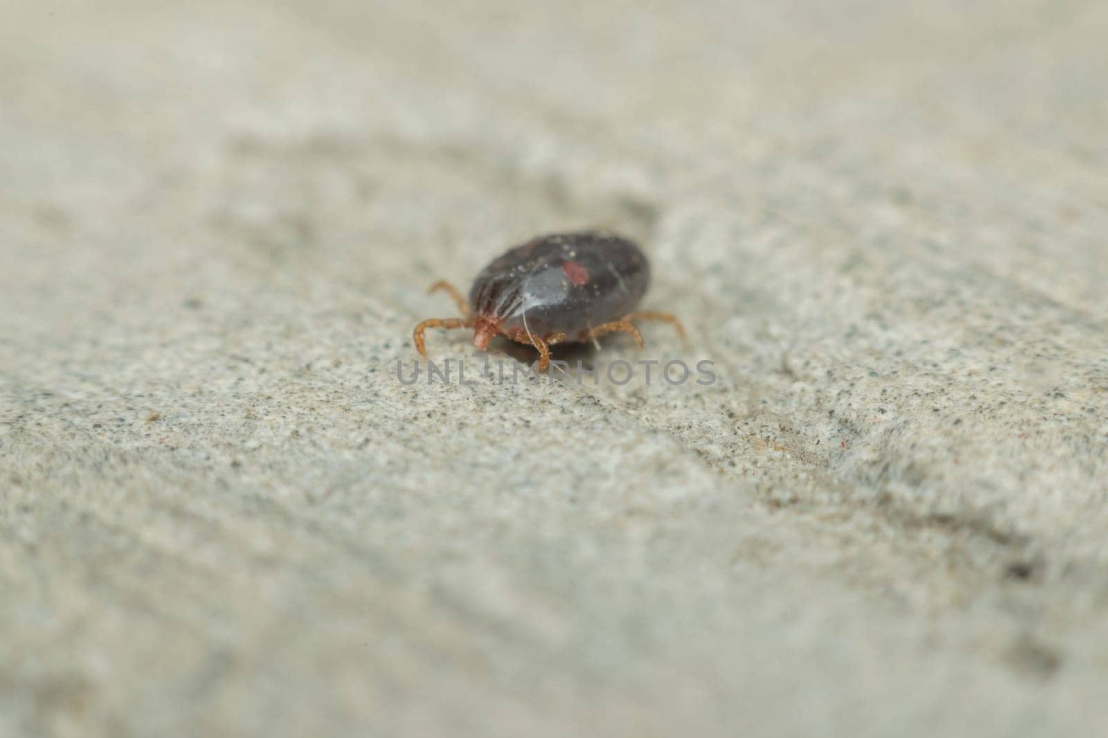 Macro of dog ticks (Haemaphysalis longicornis) on the ground it dangerous for your pet