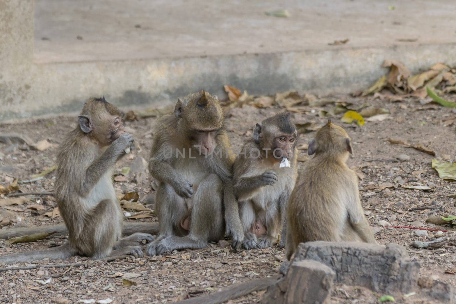 Monkey is a mammal sitting on the ground in Thai forest nature