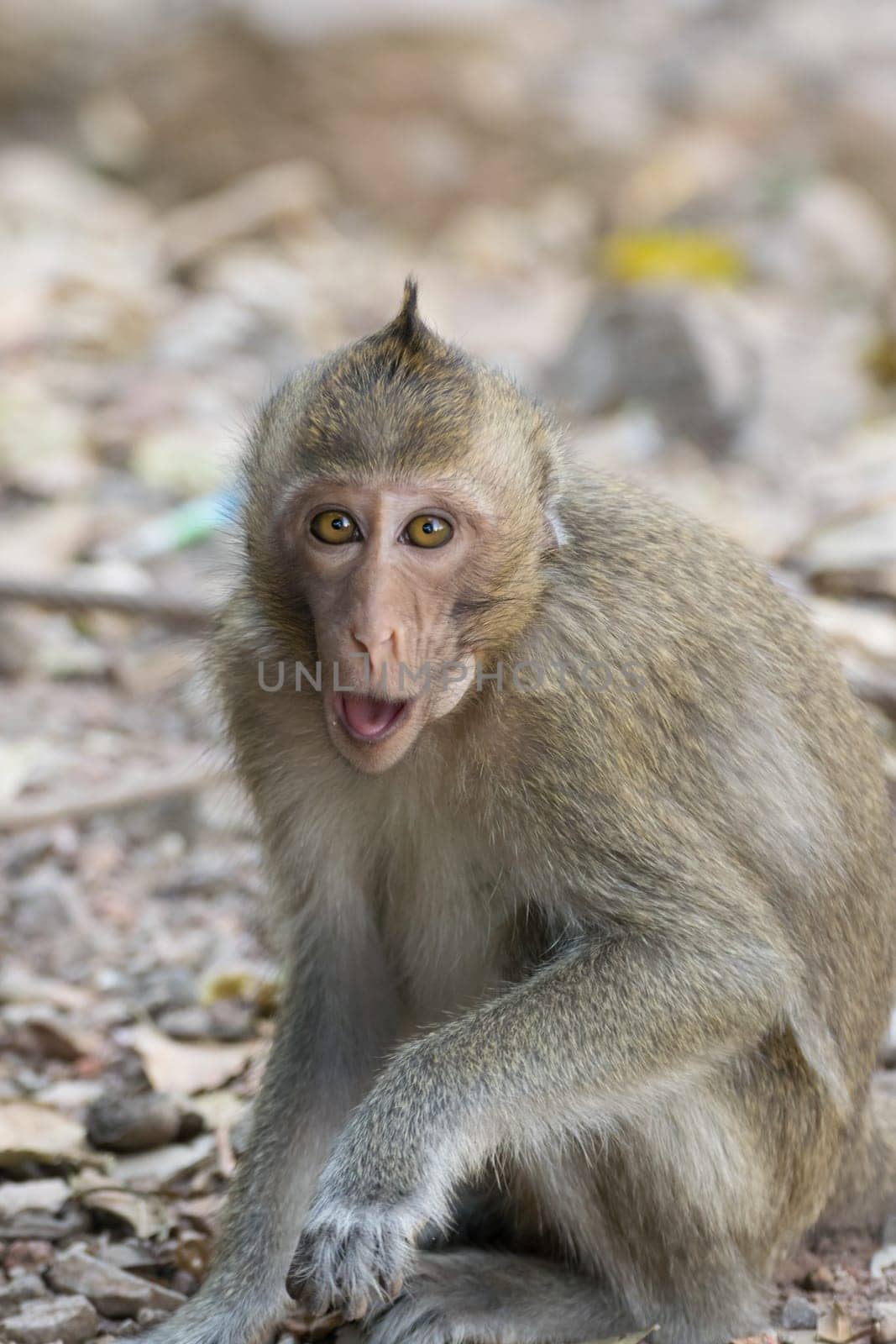 Monkey is a mammal sitting on the ground in Thai forest nature