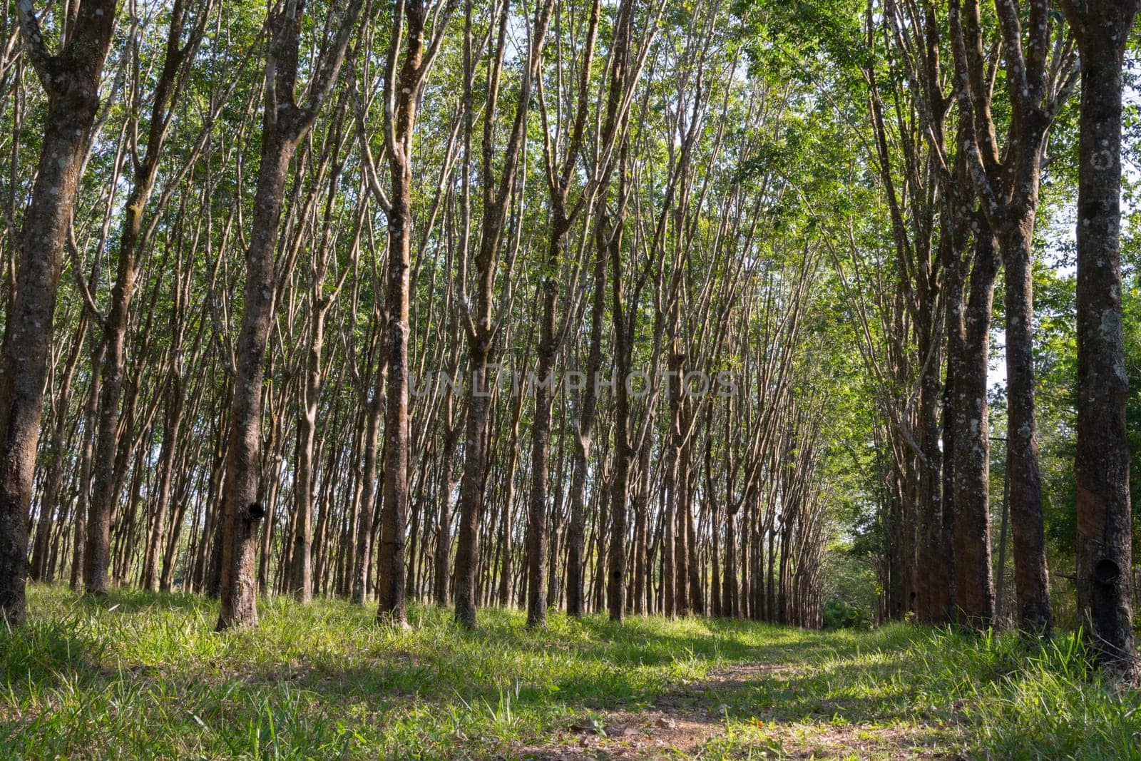 Rubber tree in row at a rubber tree plantation natural latex in Chanthaburi Province.