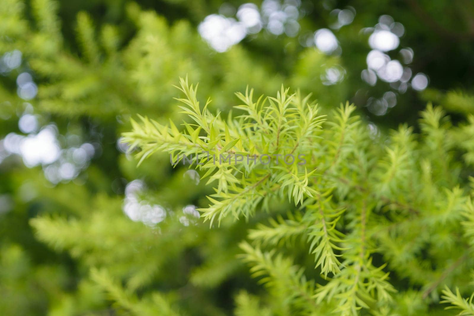 Plant green tree background surface natural color with bokeh