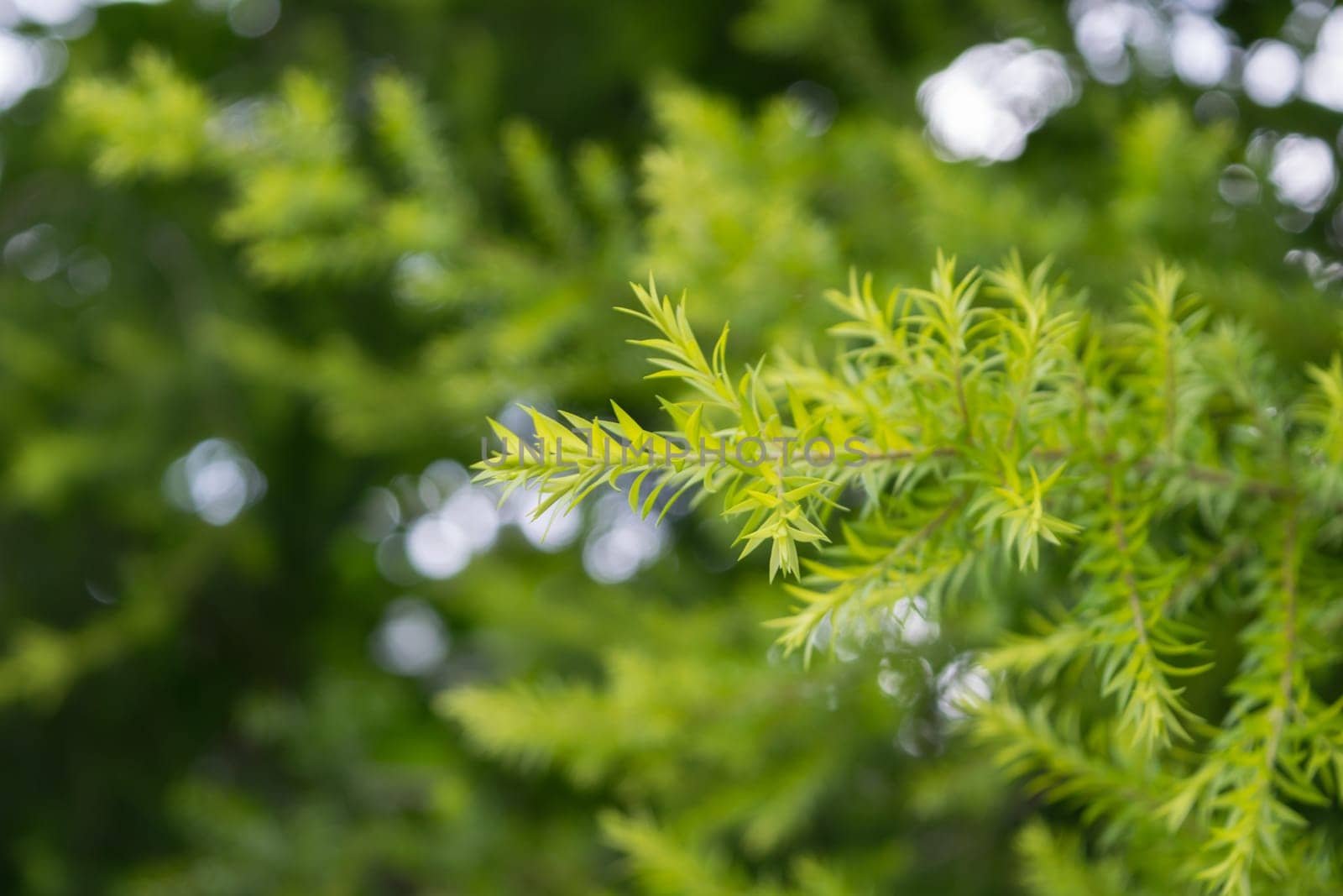 Beautiful pine tree leaf green color, Naturally beautiful plant in the forest