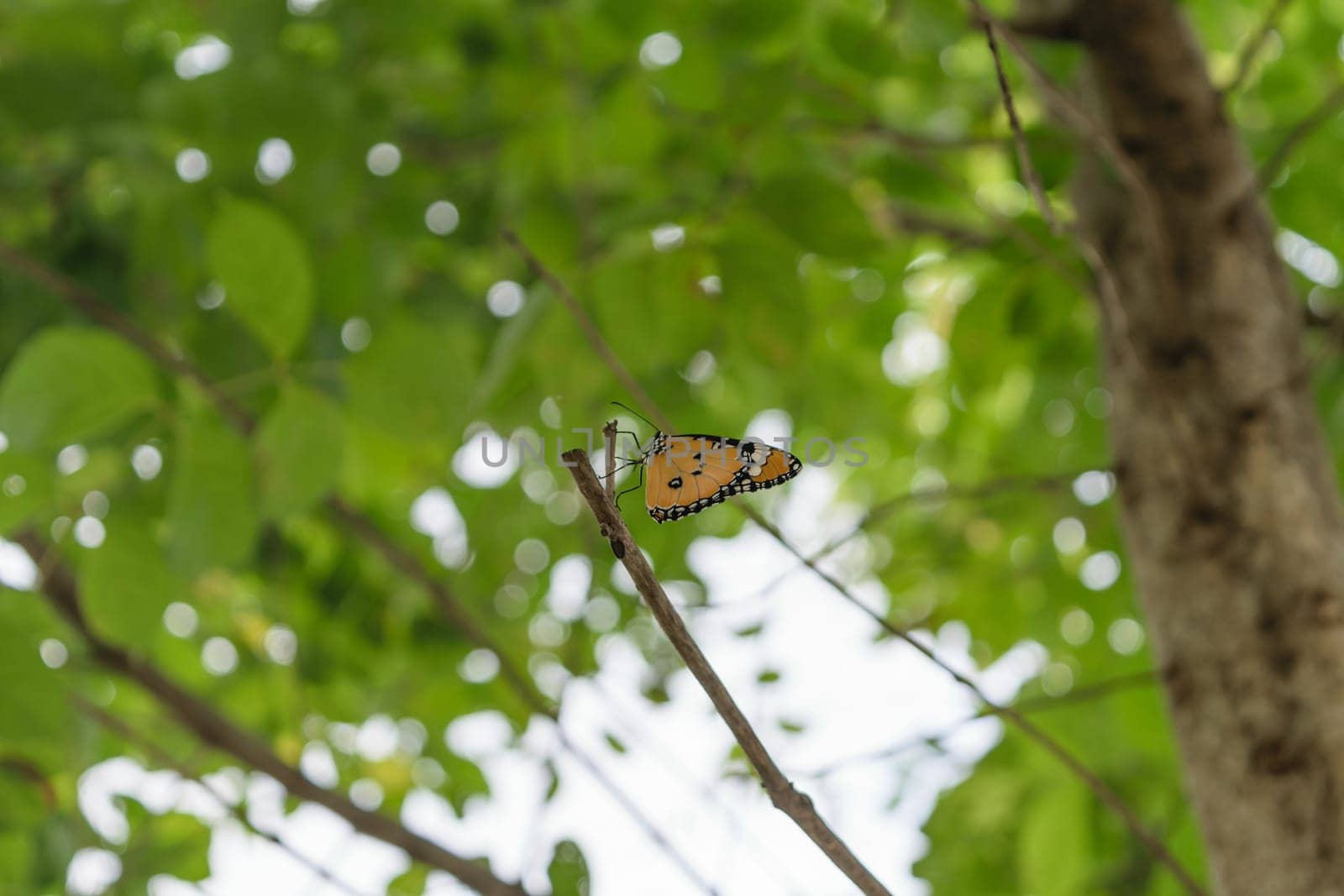 Orange butterfly on the tree with defocused bokeh sun lights in background