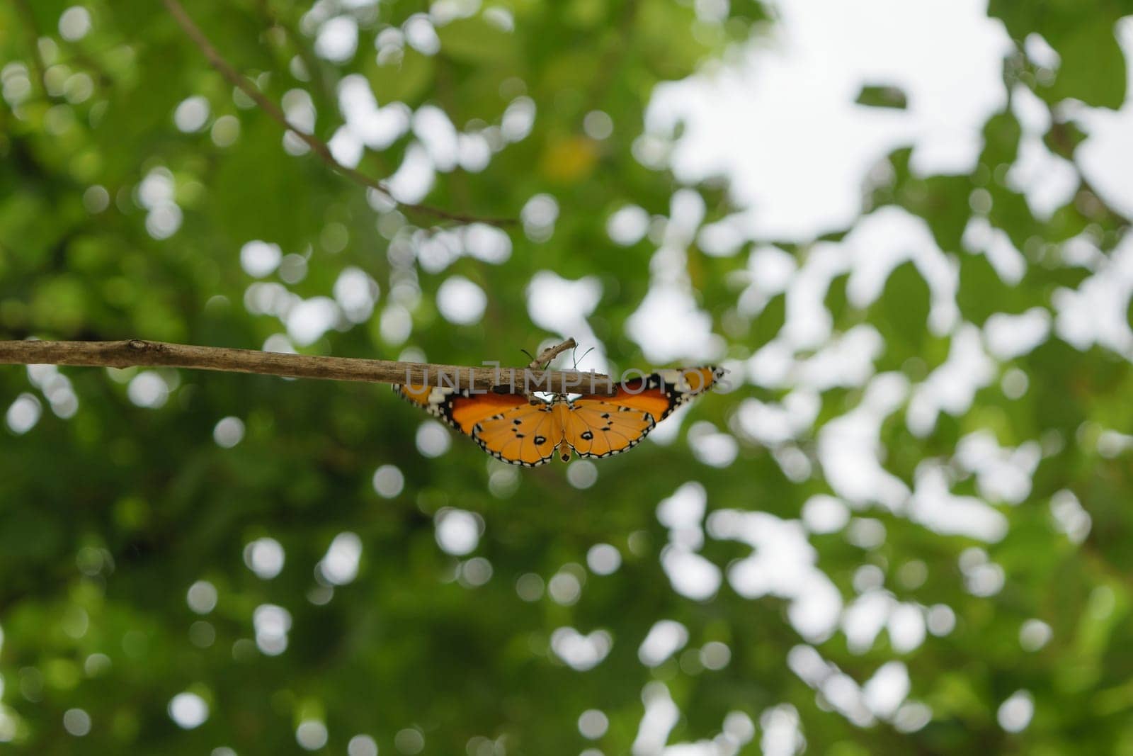 Orange butterfly on the tree with defocused bokeh sun lights in background