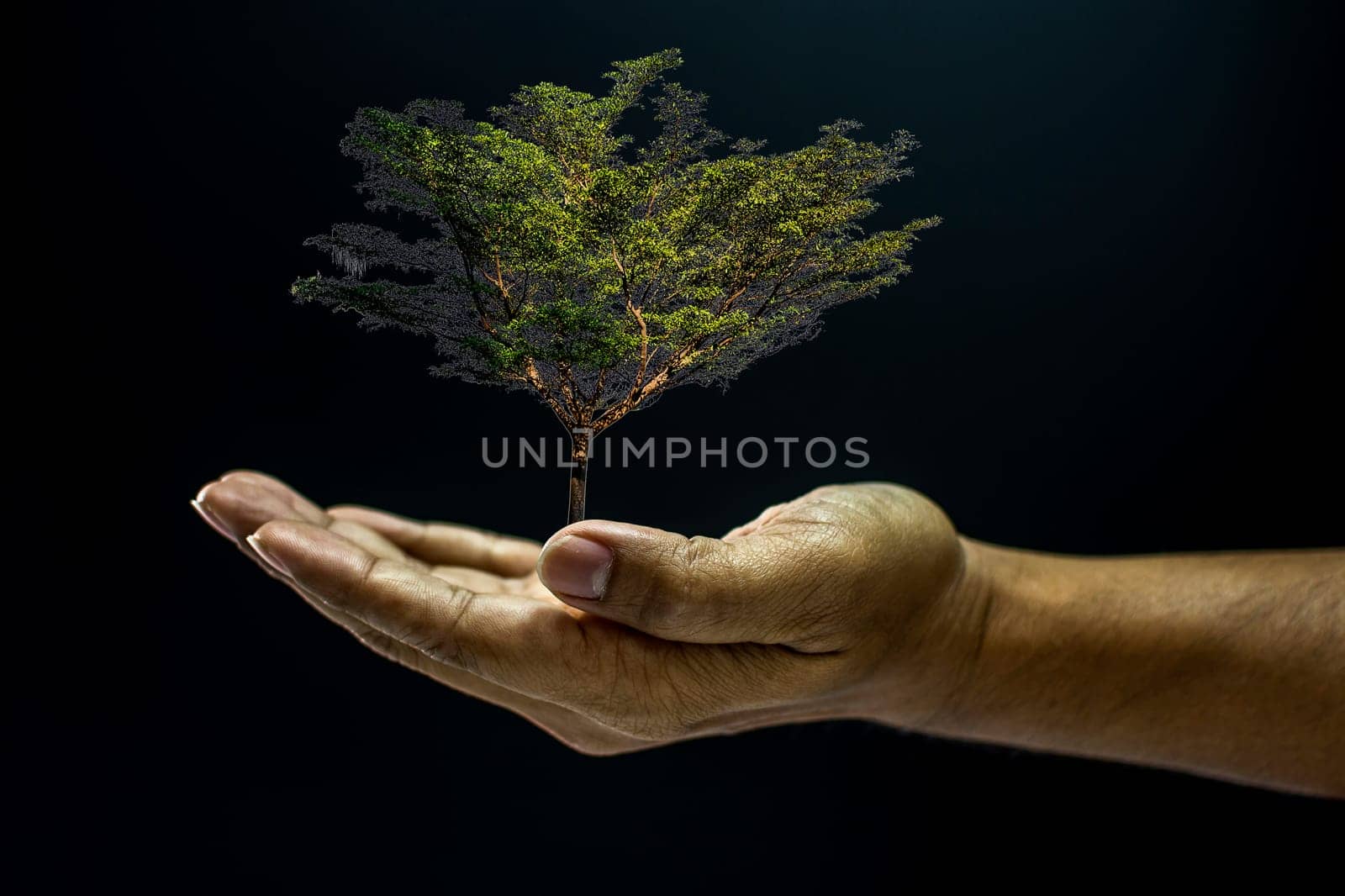 Hand of asia man holding a tree is environment helping giving or beg concept on black background dark style