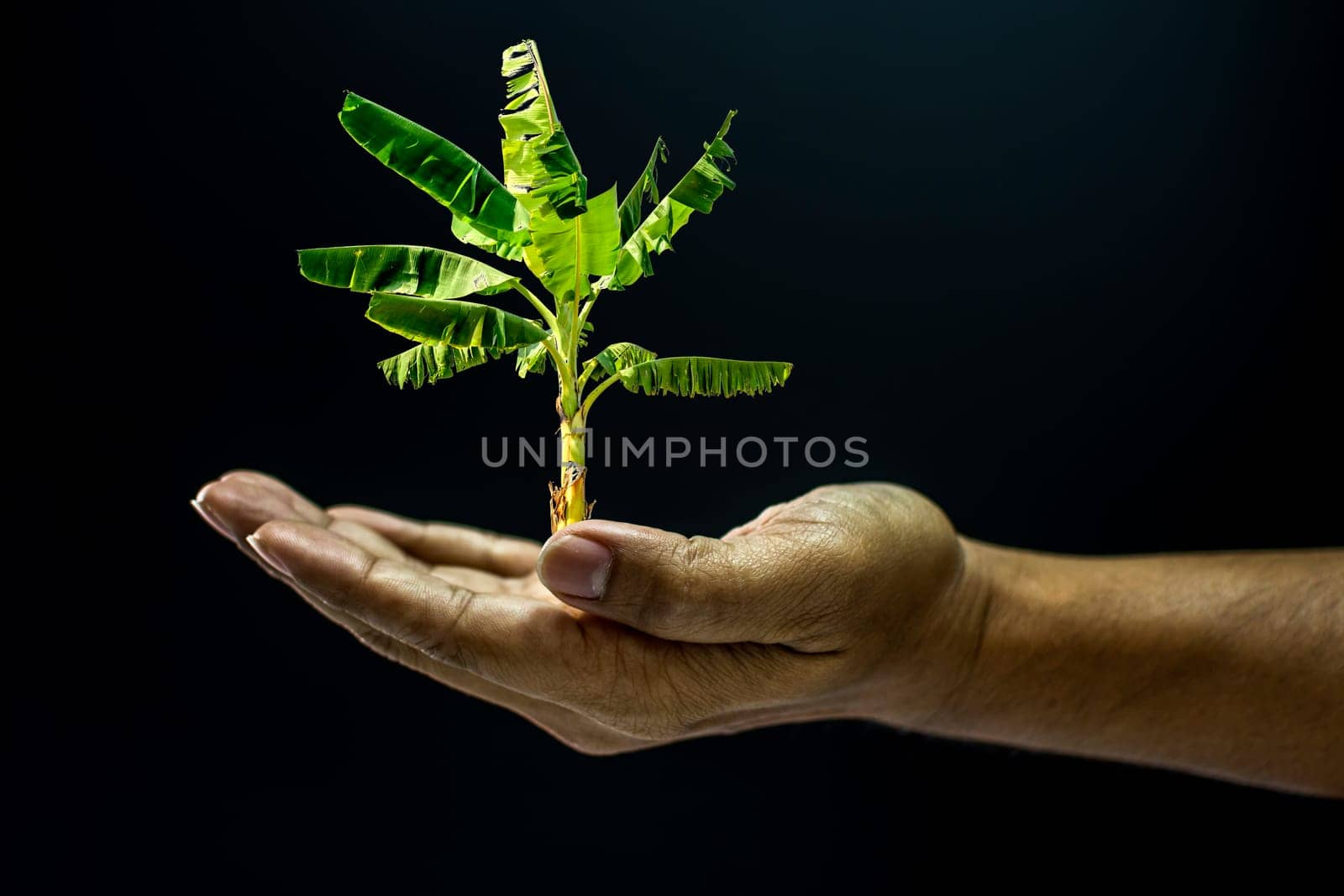 Hand of asia man holding Banana tree is environment helping giving or beg concept on black background dark style