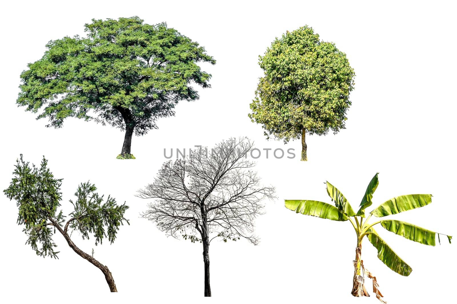 Collection of tree (Banana tree, Other tree and Dead tree) green color isolated on white background