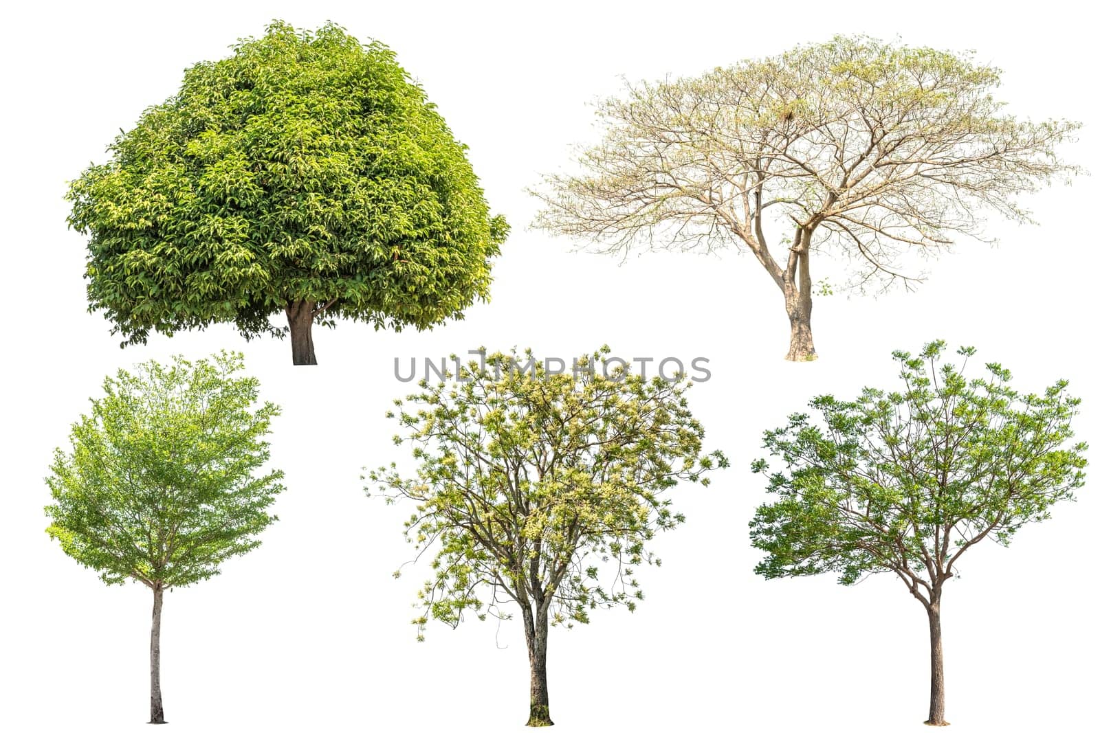 Collection of tree green color isolated on white background