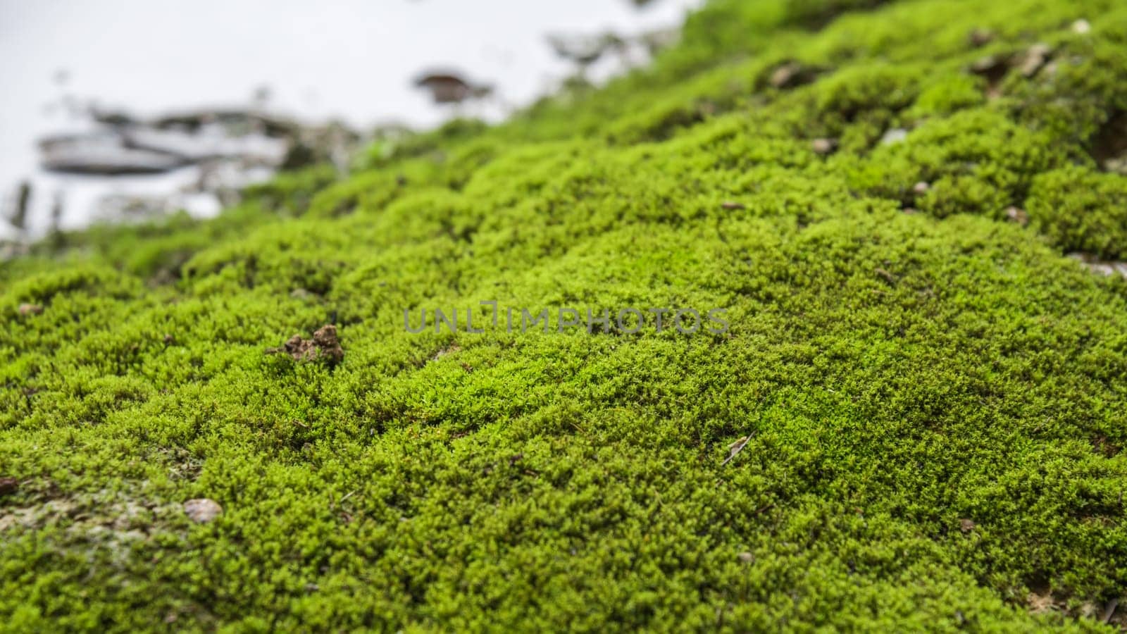Mosses are small flowerless plants that typically grow in dense green clumps or mats, often in damp or shady locations in nature