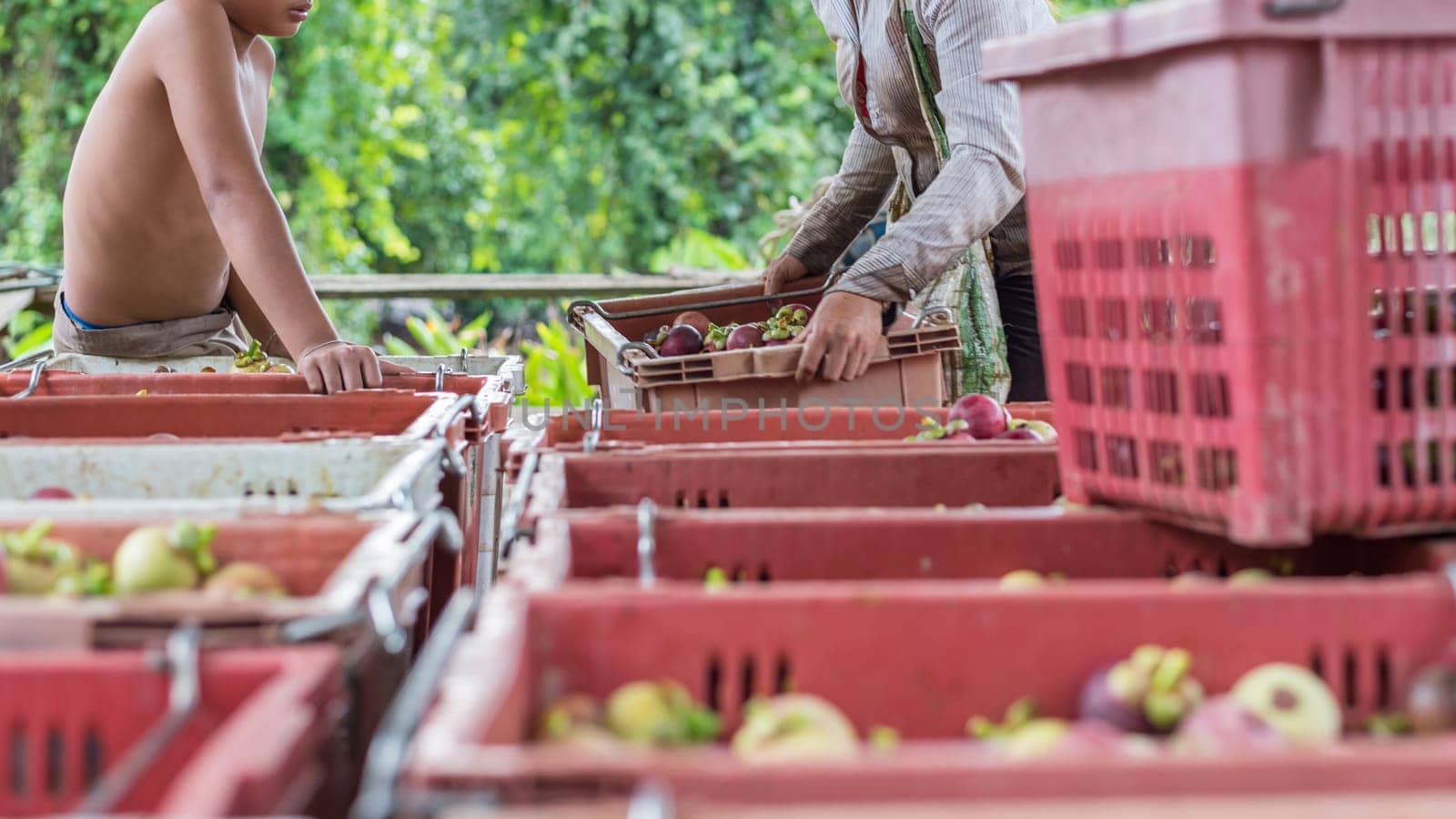 Farmer and Mangosteen is a queen of fruit in Thailand and asia fruit have a sweet can buy at Thai street food and fruit market at agriculture farm