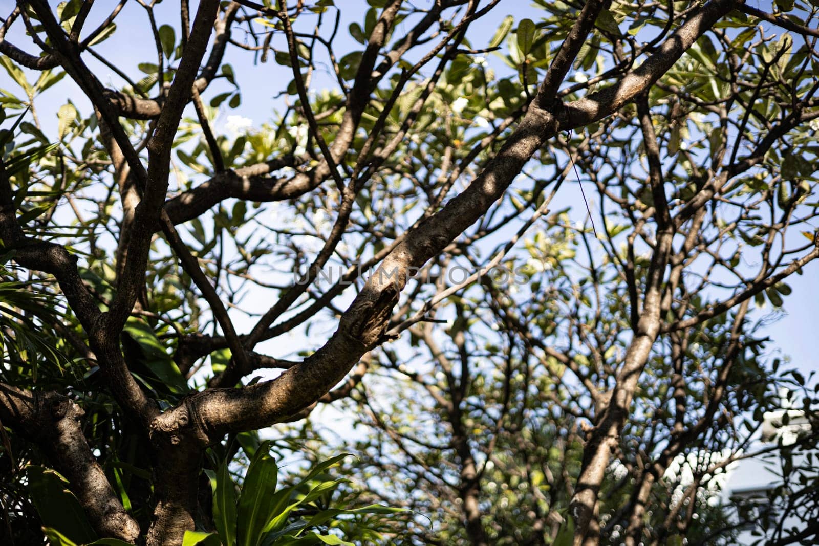 Under big green tree. Tree wish branches in nature.