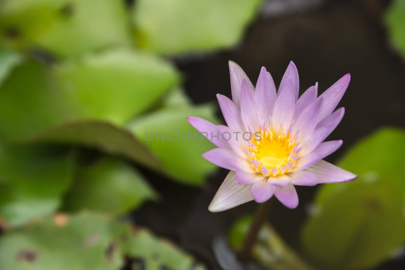 Lotus flower (Lotus; Water-lily, Tropical water-lily or Nymphaea nouchali) white and purple color, Naturally beautiful flowers in the garden