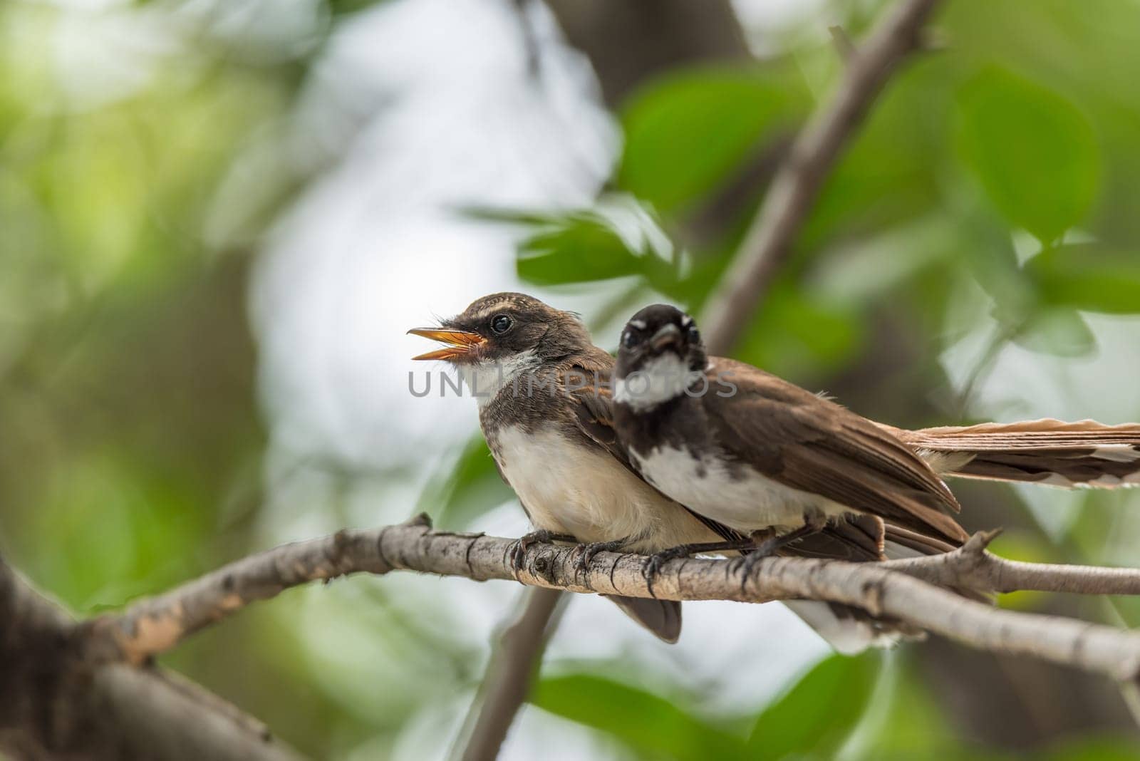 Two birds (Pied Fantail Flycatcher, Rhipidura javanica) black color in a nature wild are couple, friends or brethren