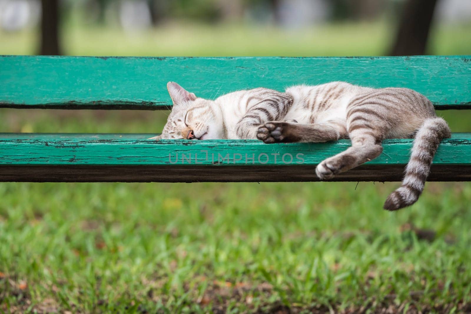Cat is a animal type mammal and pet so cute gray color sleeping for relax on a outdoor green wooden chair at park with green nature