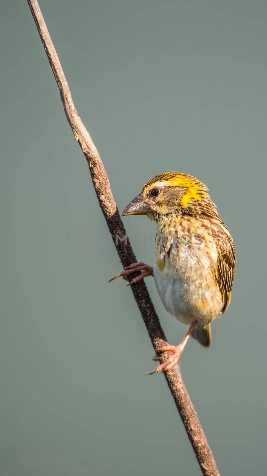 Bird (Streaked weaver, Ploceus manyar) males brown, white and yellow color perched on a tree in a nature wild