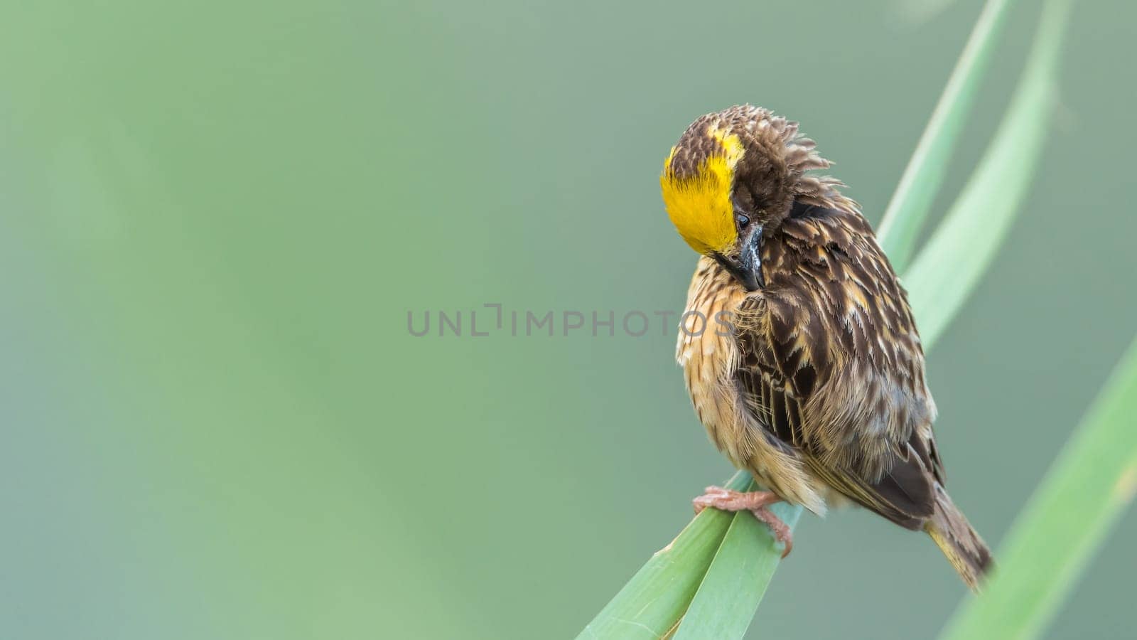 Bird (Streaked weaver, Ploceus manyar) males brown, white and yellow color perched on a tree in a nature wild