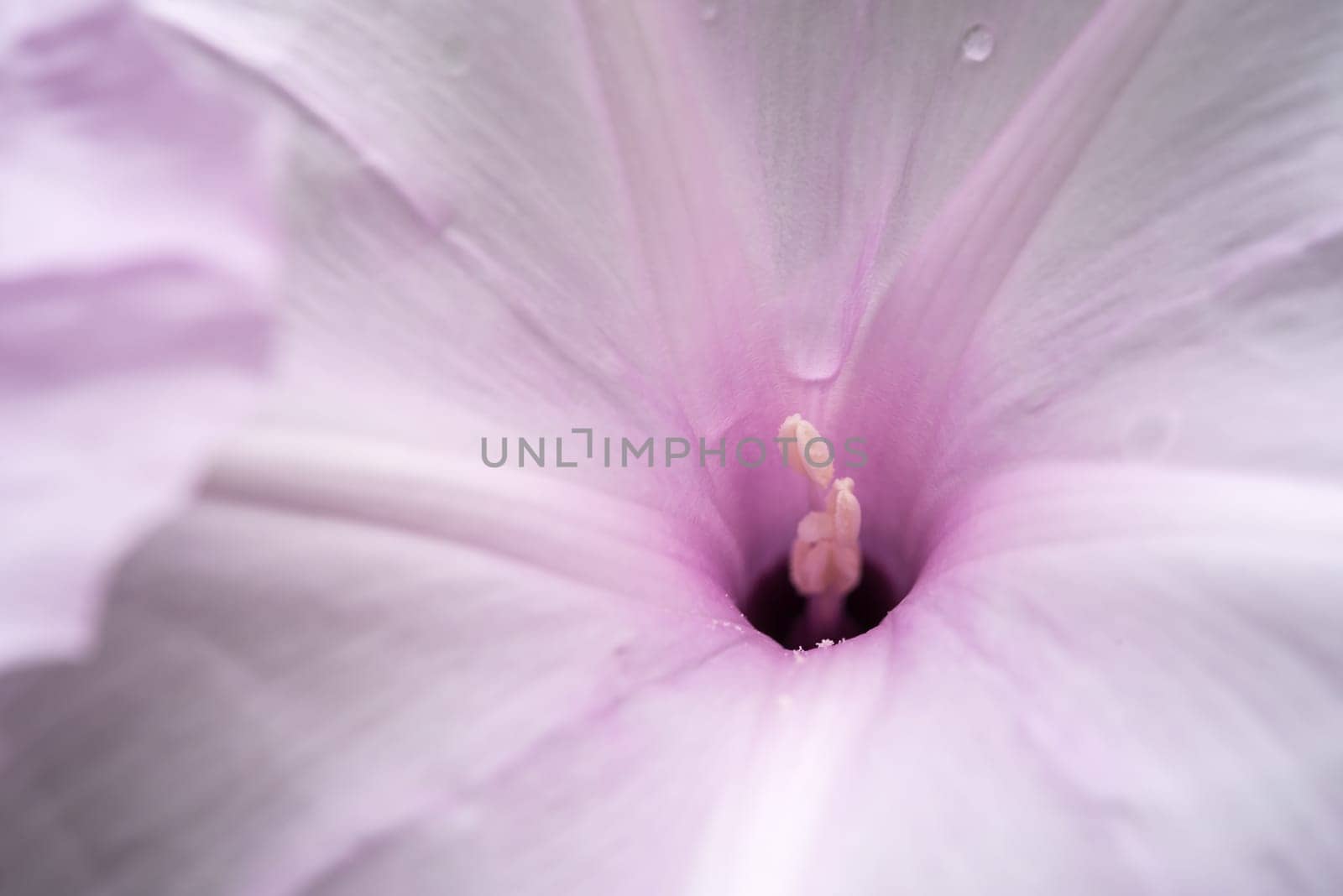 Macro of stamen or pollen for flower (Morning Glory Tree, Bush Morning Glory Flower) pink color, Naturally beautiful flowers in the garden