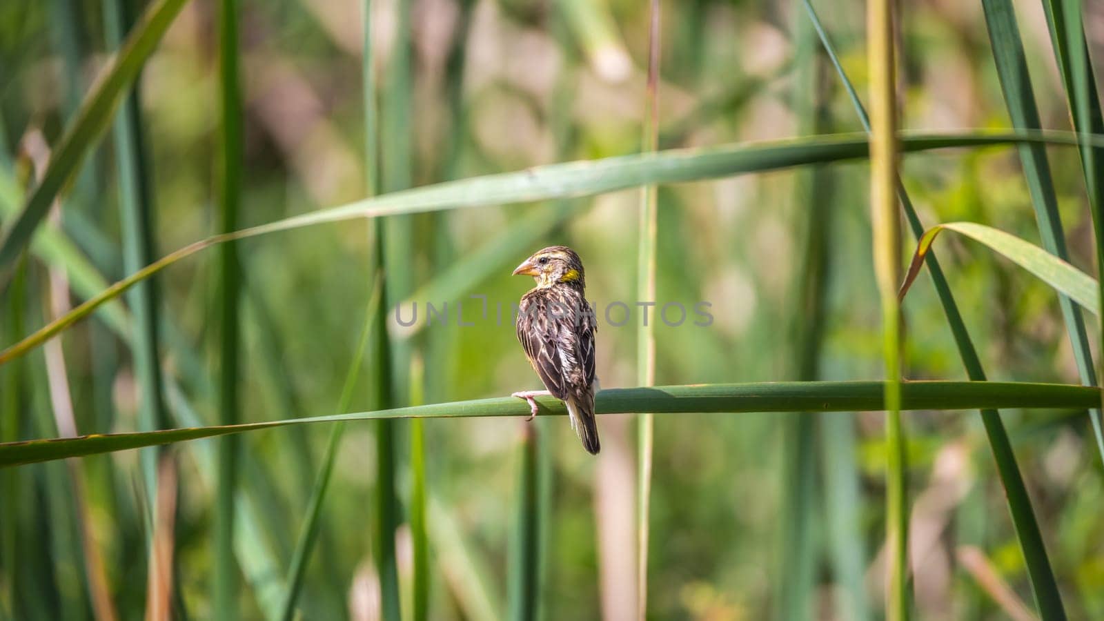Bird (Streaked weaver, Ploceus manyar) female brown, white and grey color perched on a tree in a nature wild