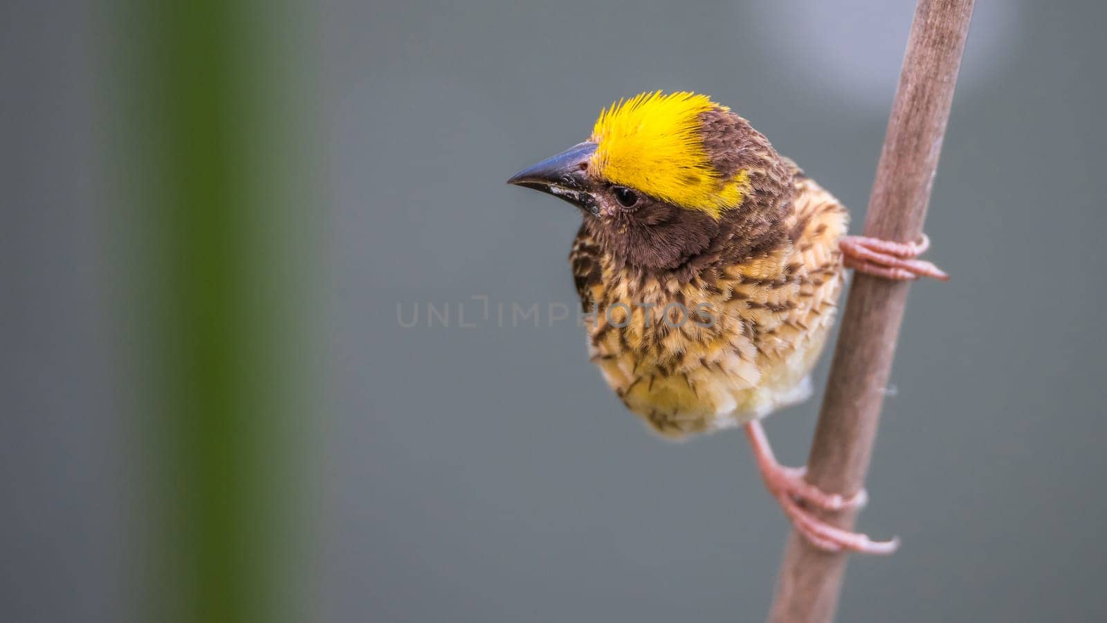 Bird (Streaked weaver, Ploceus manyar) males brown, white and yellow color perched on a tree in a nature wild