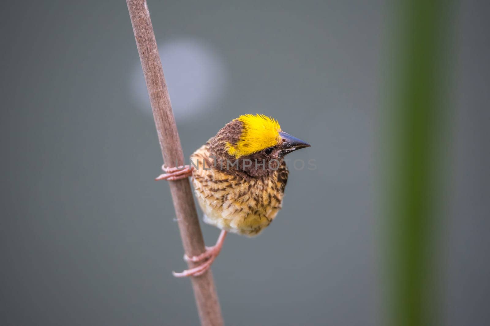 Bird (Streaked weaver, Ploceus manyar) males brown, white and yellow color perched on a tree in a nature wild