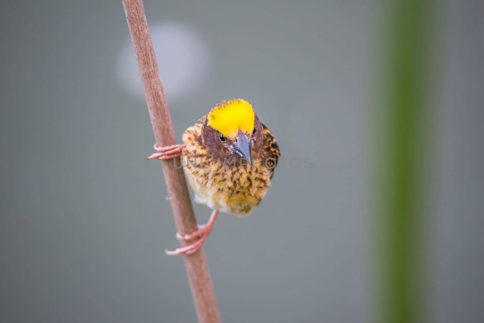 Bird (Streaked weaver, Ploceus manyar) males brown, white and yellow color perched on a tree in a nature wild