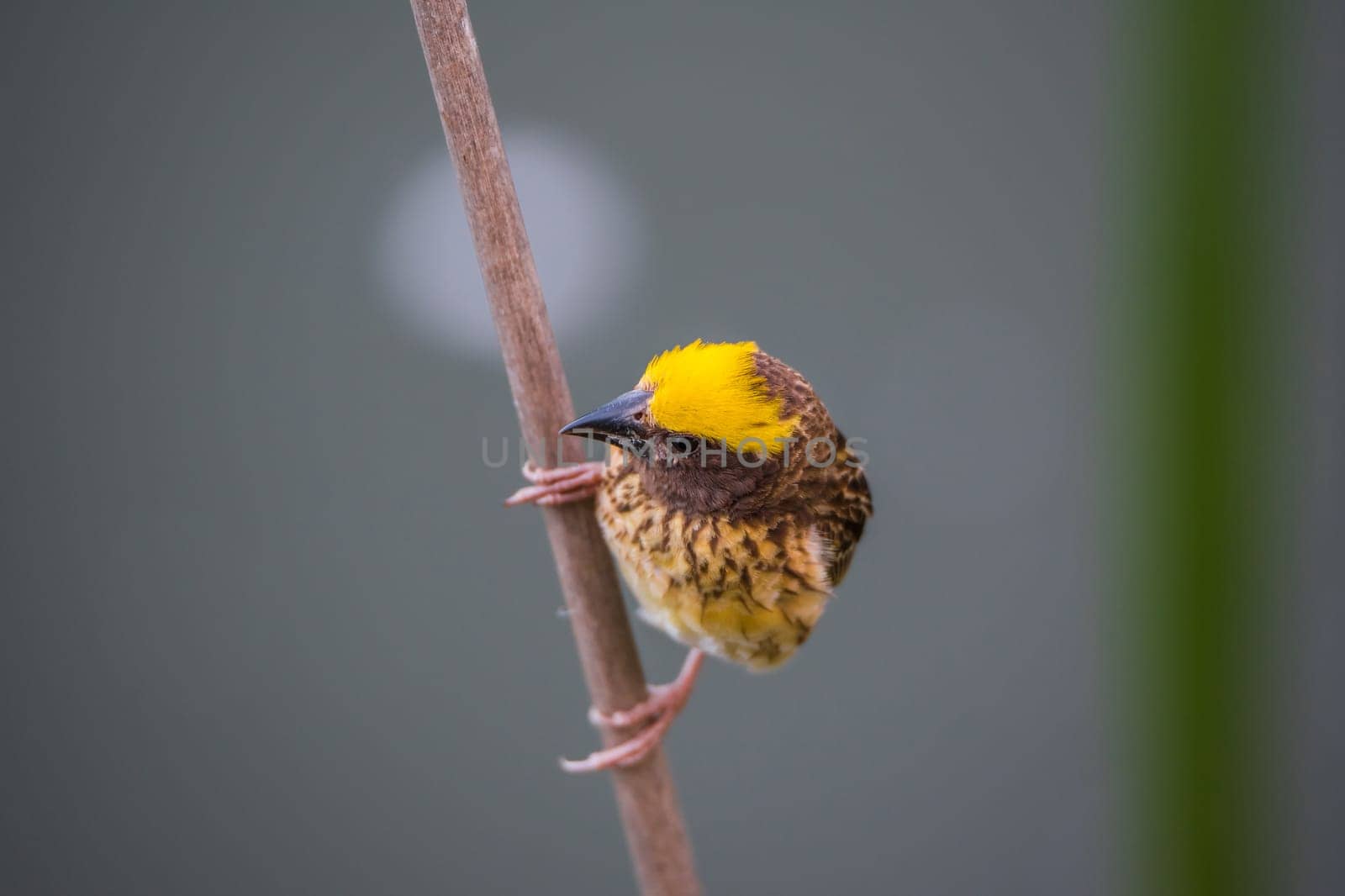 Bird (Streaked weaver, Ploceus manyar) males brown, white and yellow color perched on a tree in a nature wild