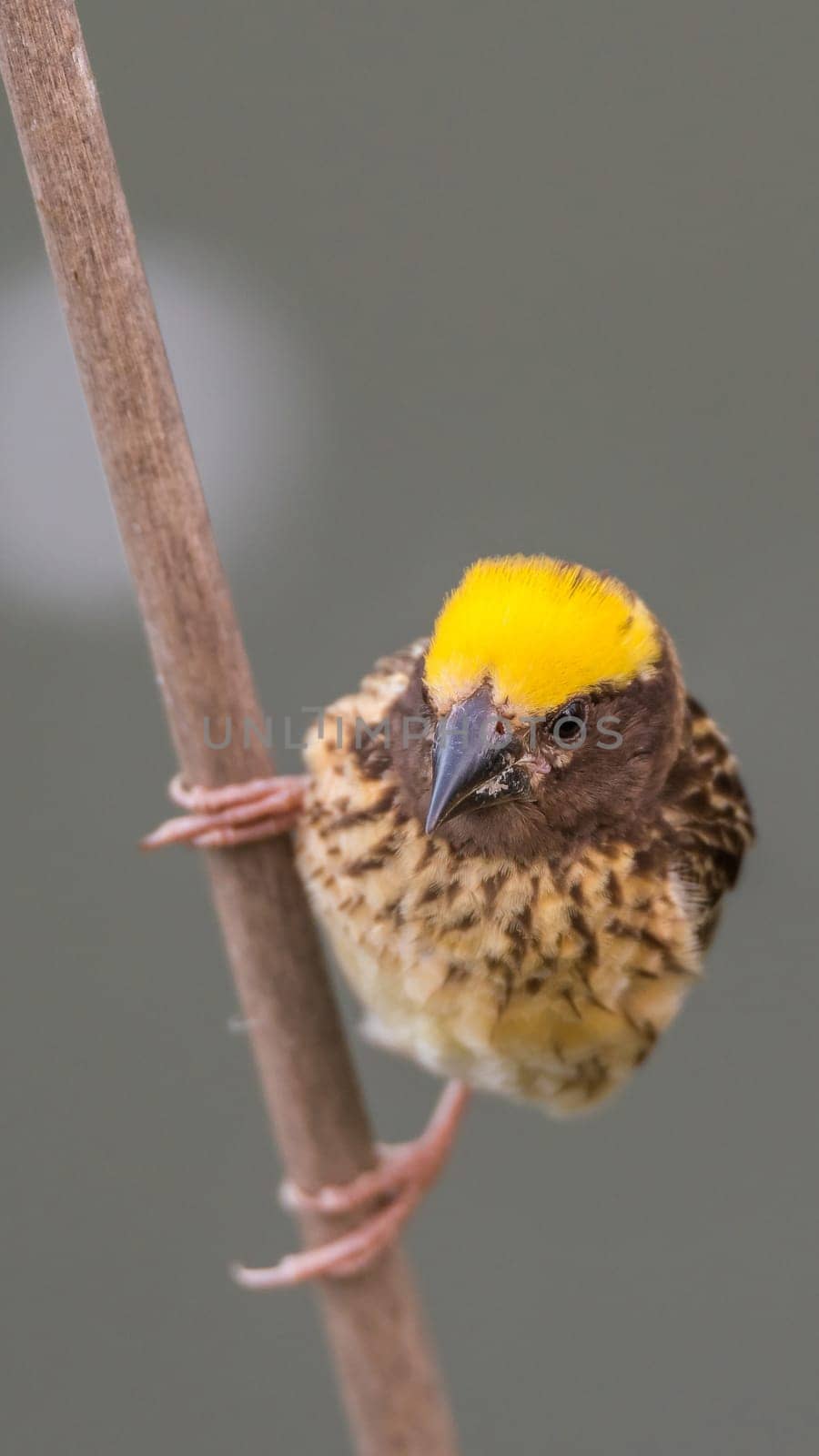 Bird (Streaked weaver, Ploceus manyar) males brown, white and yellow color perched on a tree in a nature wild