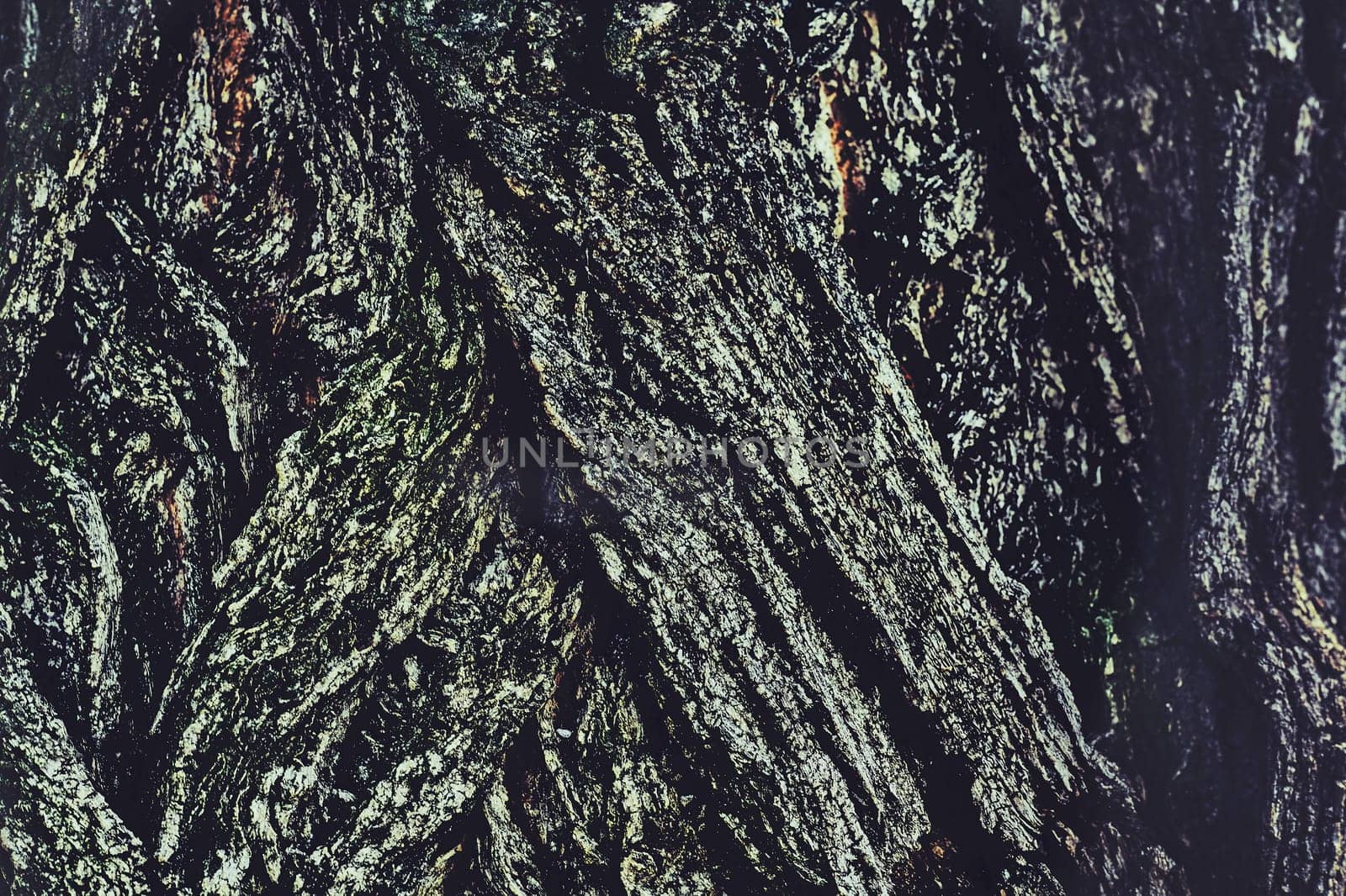 the tough protective outer sheath of the trunk, branches, and twigs of a tree or woody shrub