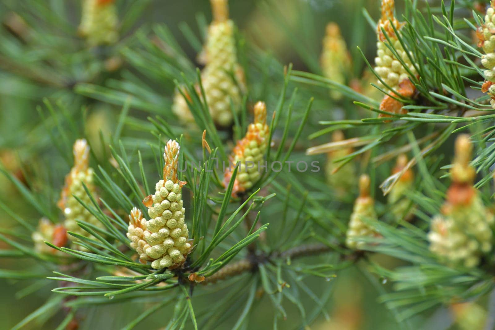 Young male cones of Scots pine