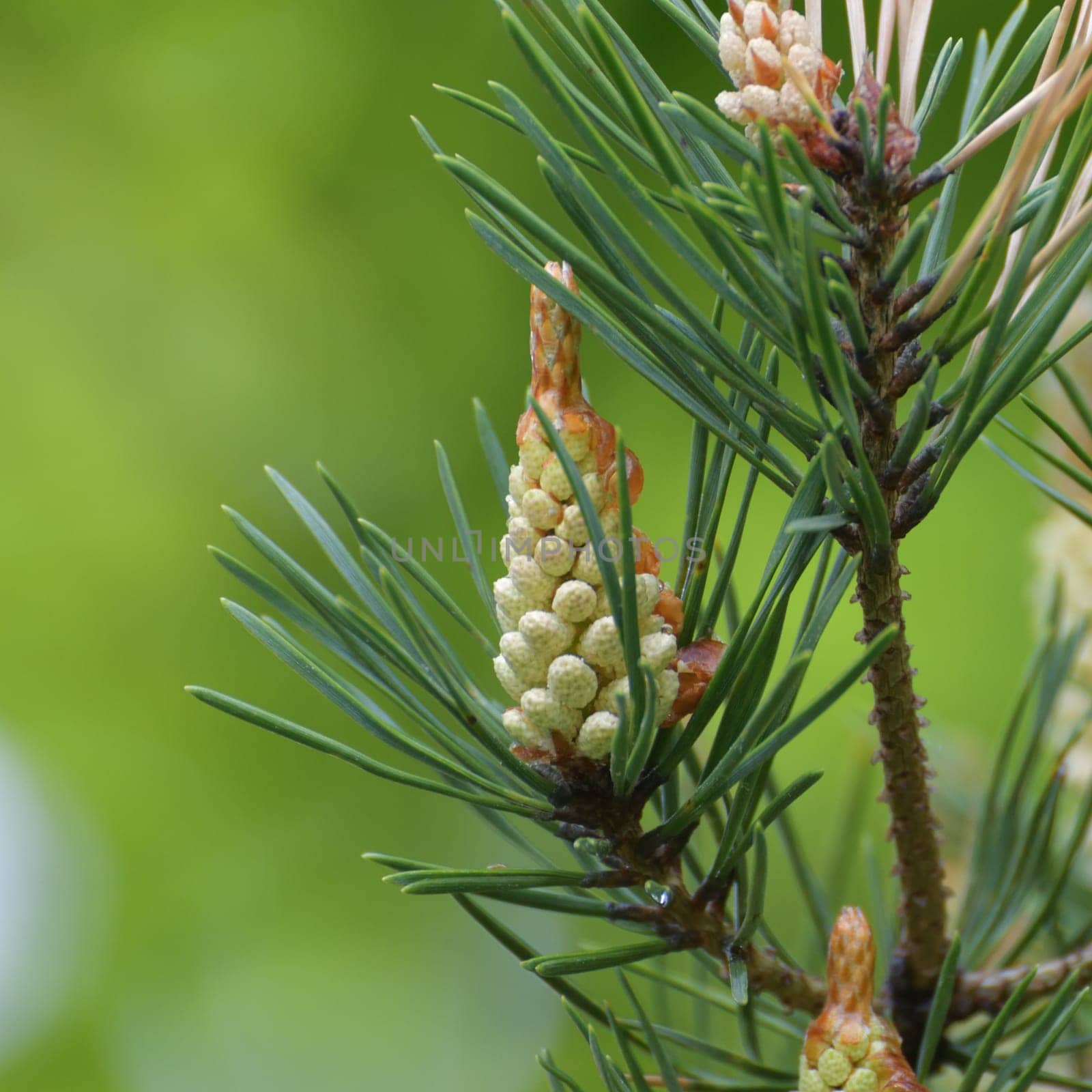 Young male cones of Scots pine