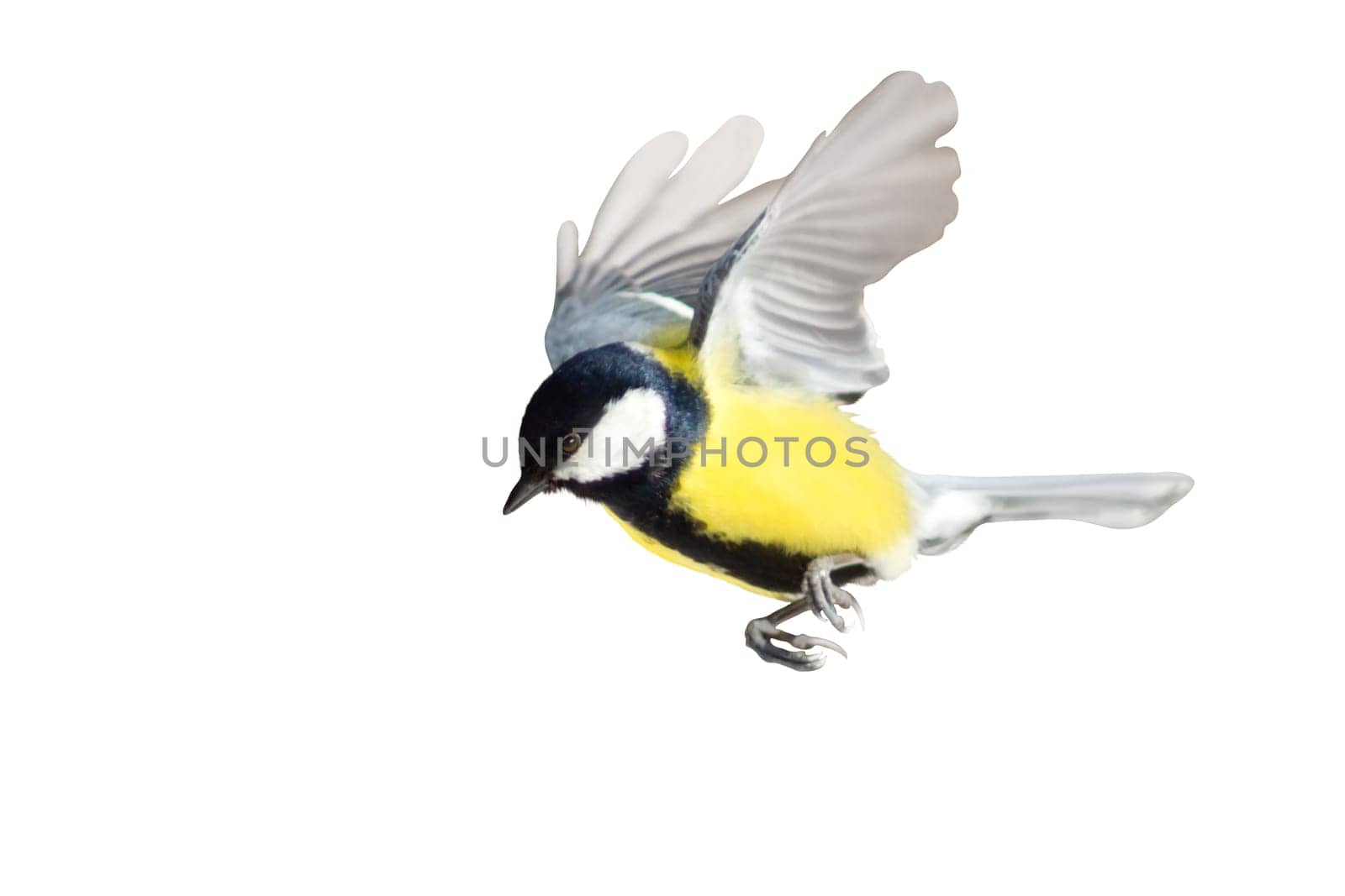 beautiful bird, titmouse in flight isolated on white , wildlife, birds