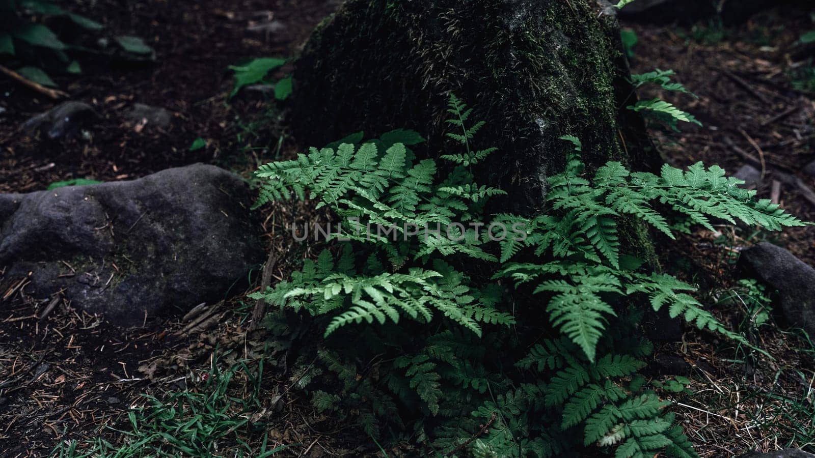 Nestled against a mossy tree trunk, this fern adds a touch of life and color to the forest floor. High quality photo