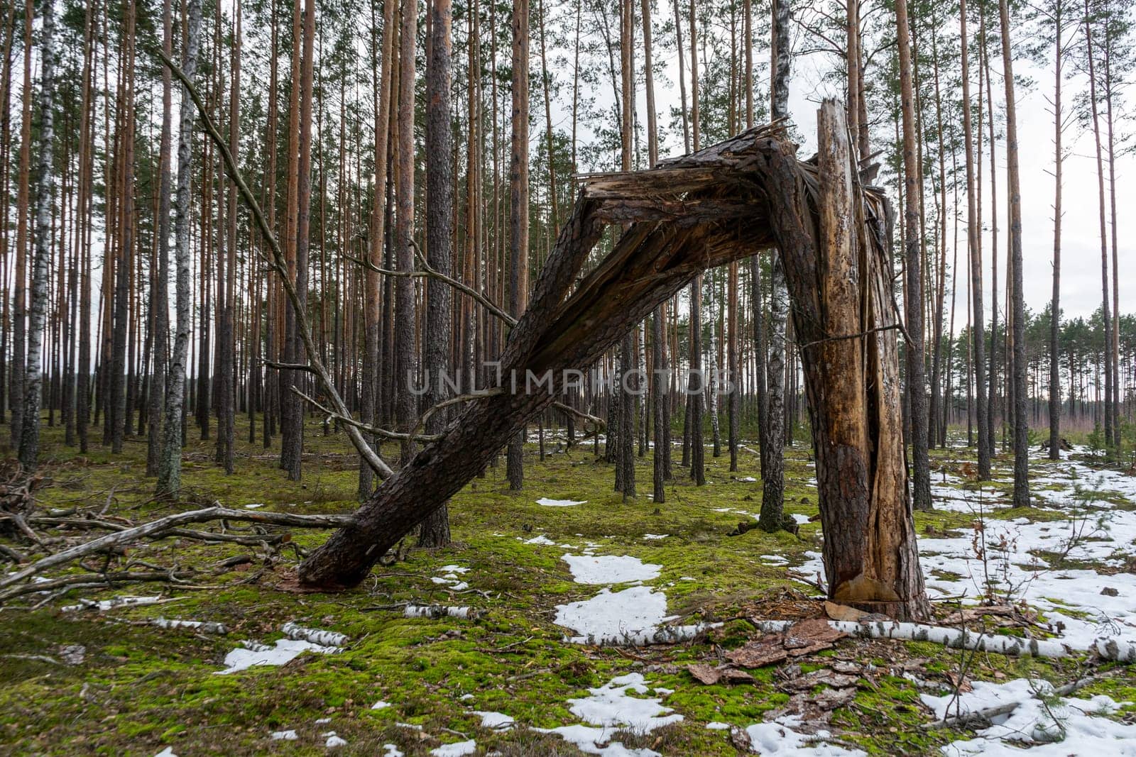 Broken cracked pine trunk. Forest edge in early spring.