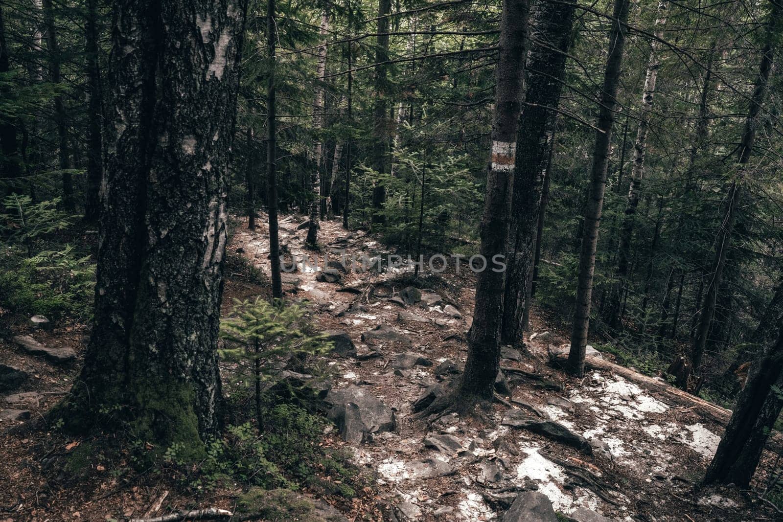 A rocky, uneven trail climbs steeply through the forest, surrounded by dense foliage and tall trees. Each step feels like a triumph as nature provides its own challenging path to the top.