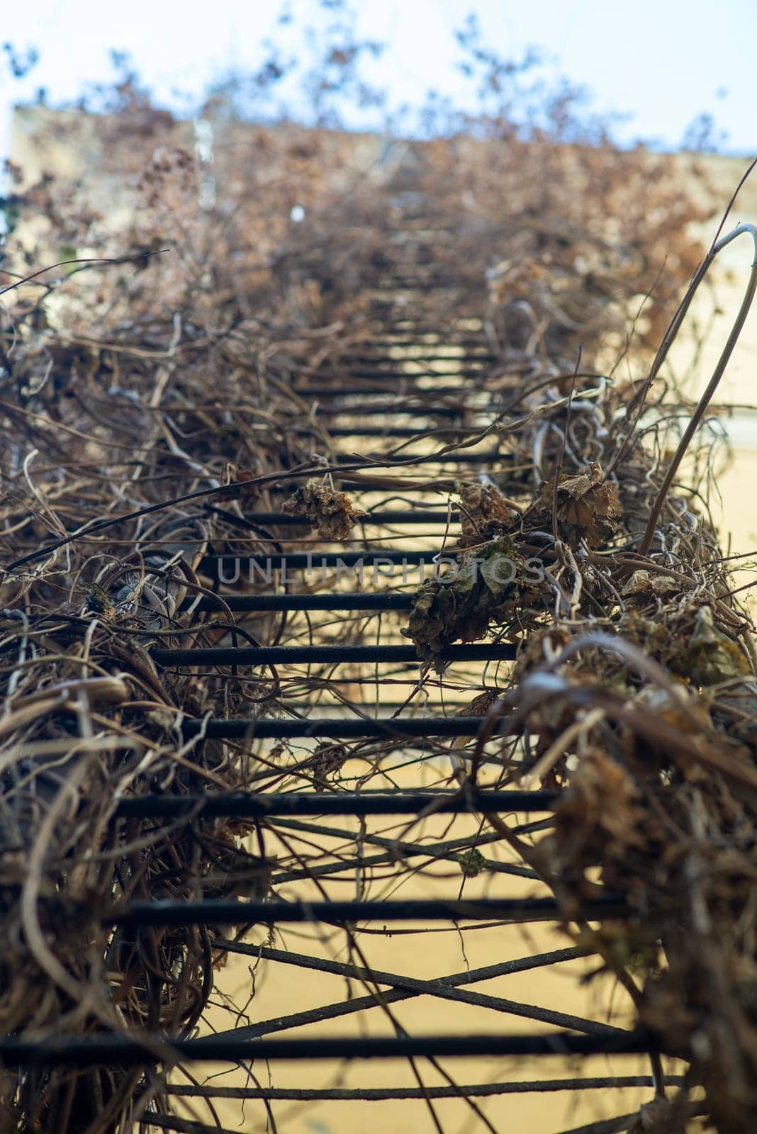 an iron fire escape, which is covered with dry vines. The iron ladder goes along the wall of the house and goes up.