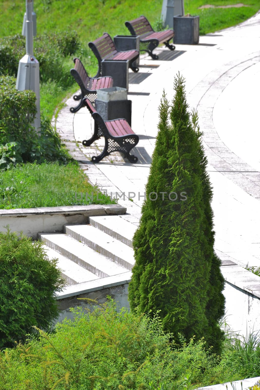 Fragment of boulevard with benches and thuja