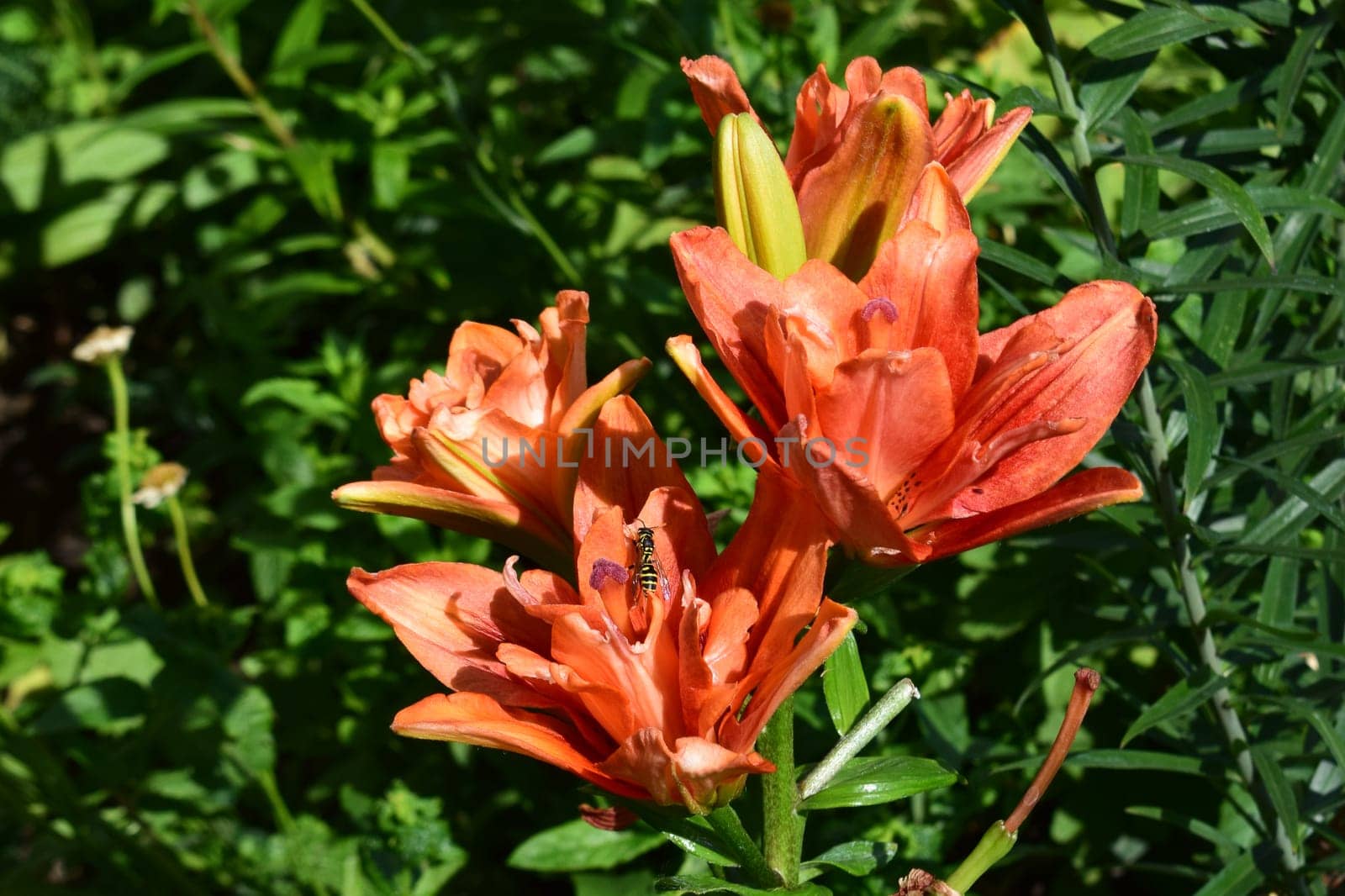 A close-up view of vibrant orange lilies blooming in a garden. The flowers are in full bloom with lush green foliage in the background.