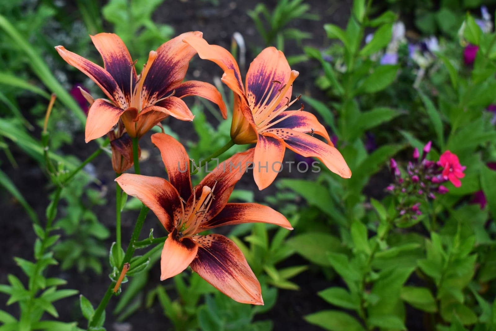 A close-up of three vibrant orange lilies with dark purple markings on their petals. These flowers are in full bloom and surrounded by lush green foliage and other flowering plants in a garden setting.