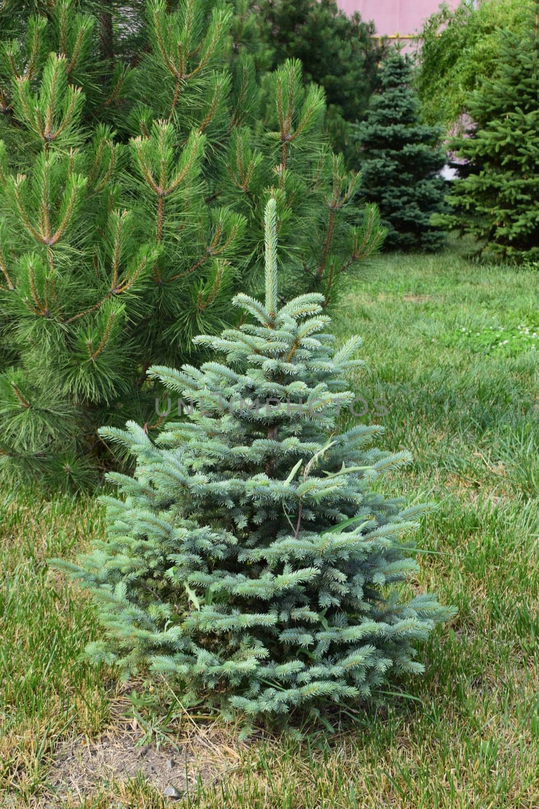 A small coniferous tree, a young spruce, planted in a grassy area. The tree is lush and green, surrounded by other coniferous plants and grass.