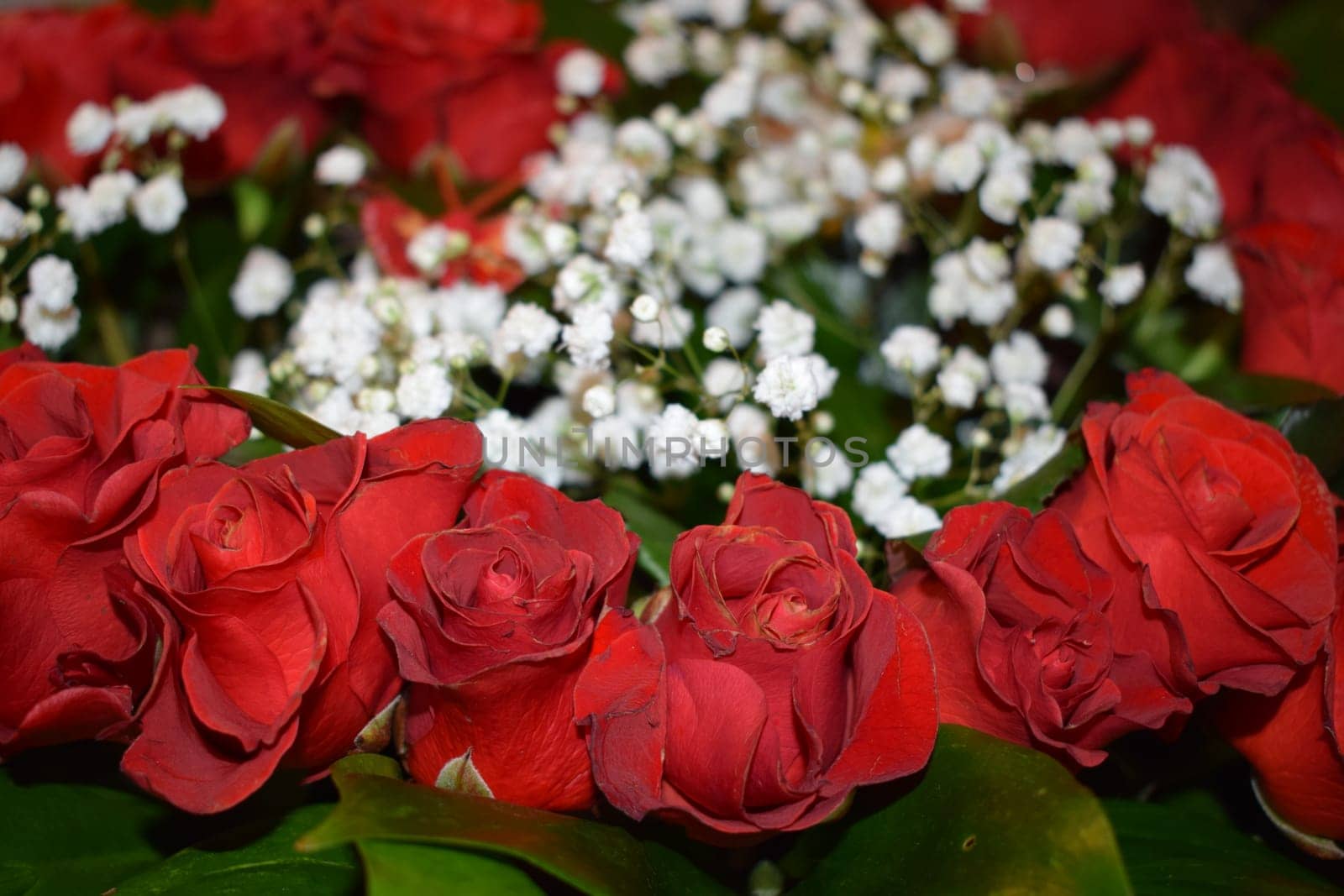 scarlet roses in a bouquet, accompanied by white gypsophila and butterflies, embodies romance, beauty, and delicacy. The deep red roses symbolize passion and love. Roses, Gypsophila, and Butterflies