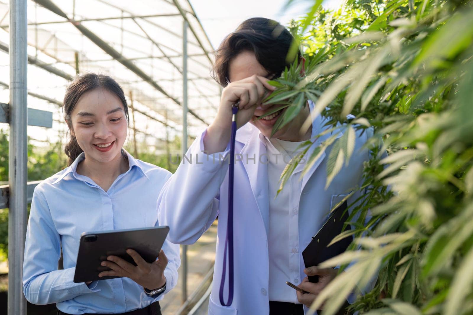 Two researchers sharing a light-hearted moment as they study cannabis plants in a vibrant greenhouse environment.