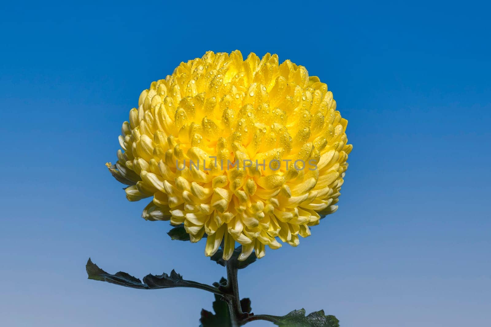 Yellow chrysanthemum flower on a blue background. Flower head close-up