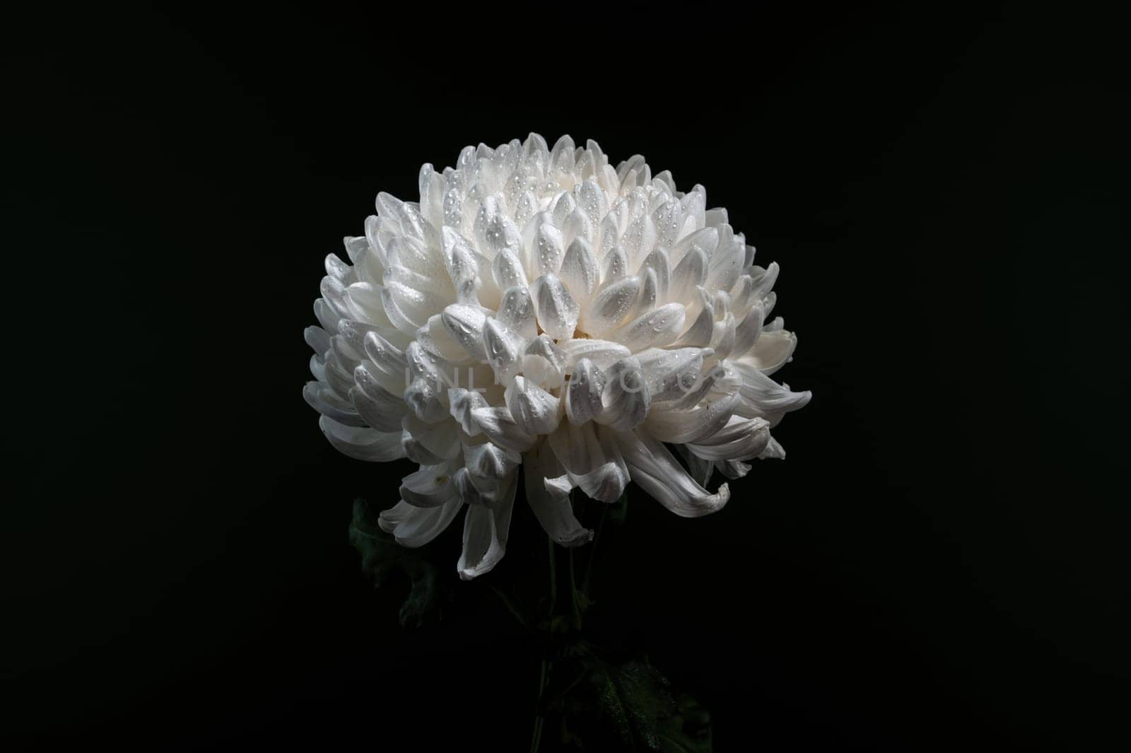 White chrysanthemum on a black background. Flower heads close-up