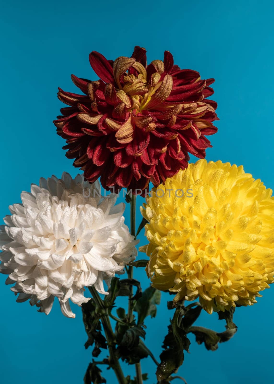 Three chrysanthemums on a blue background by Multipedia