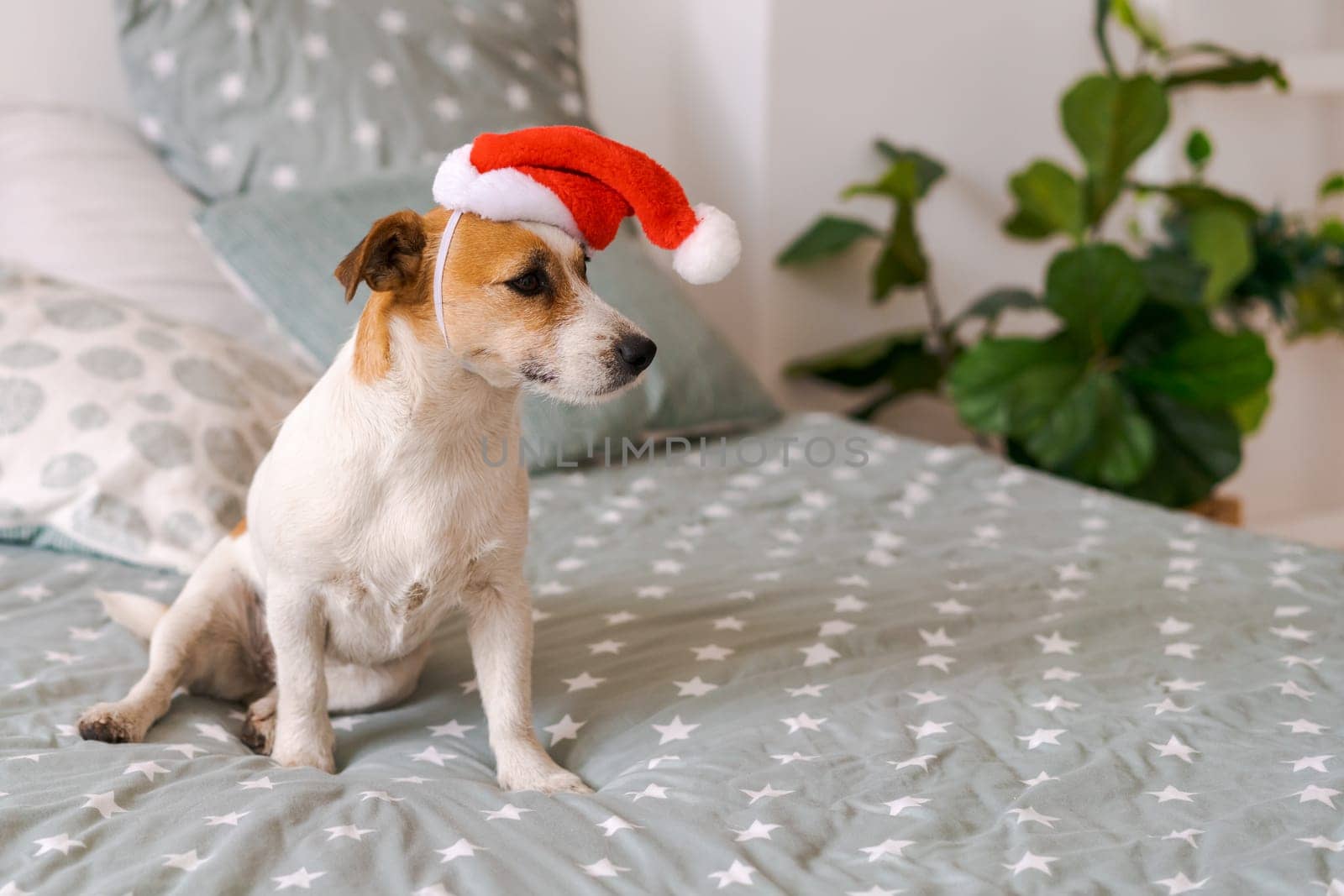 Cute russell breed dog sitting on bed wearing santa claus hat in bedroom by EkaterinaPereslavtseva