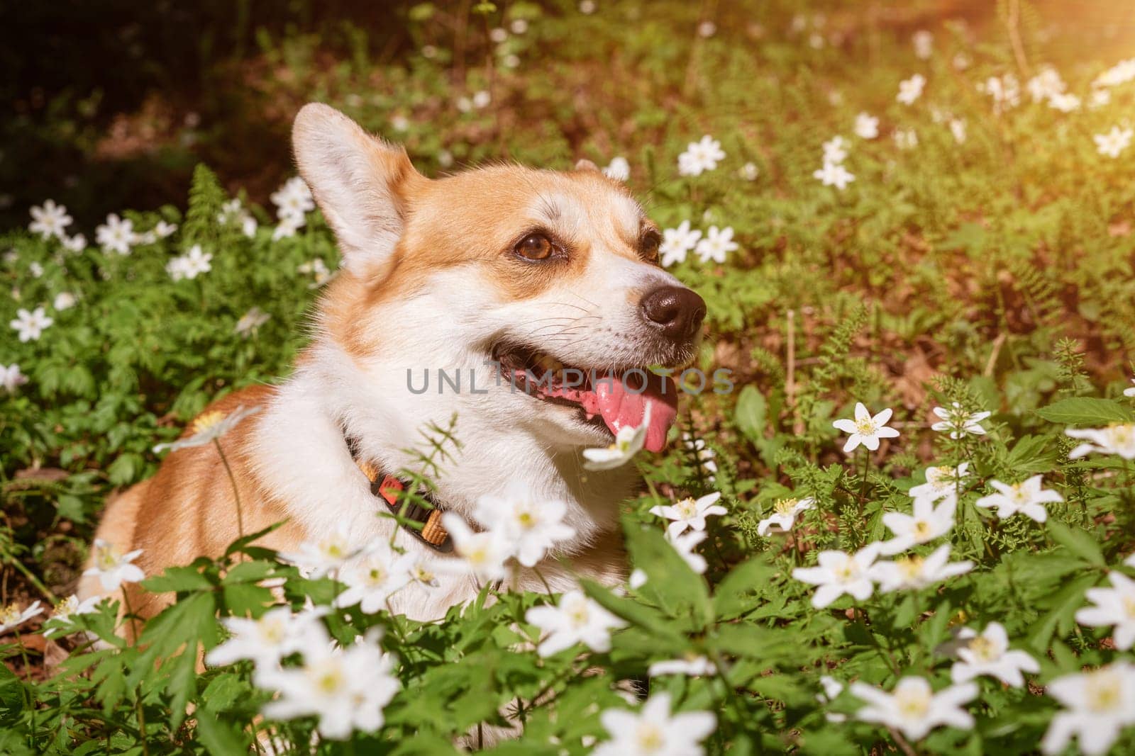 Natural background with cute Corgi Dog sitting on a spring sunny meadow surrounded by white flowers in the park