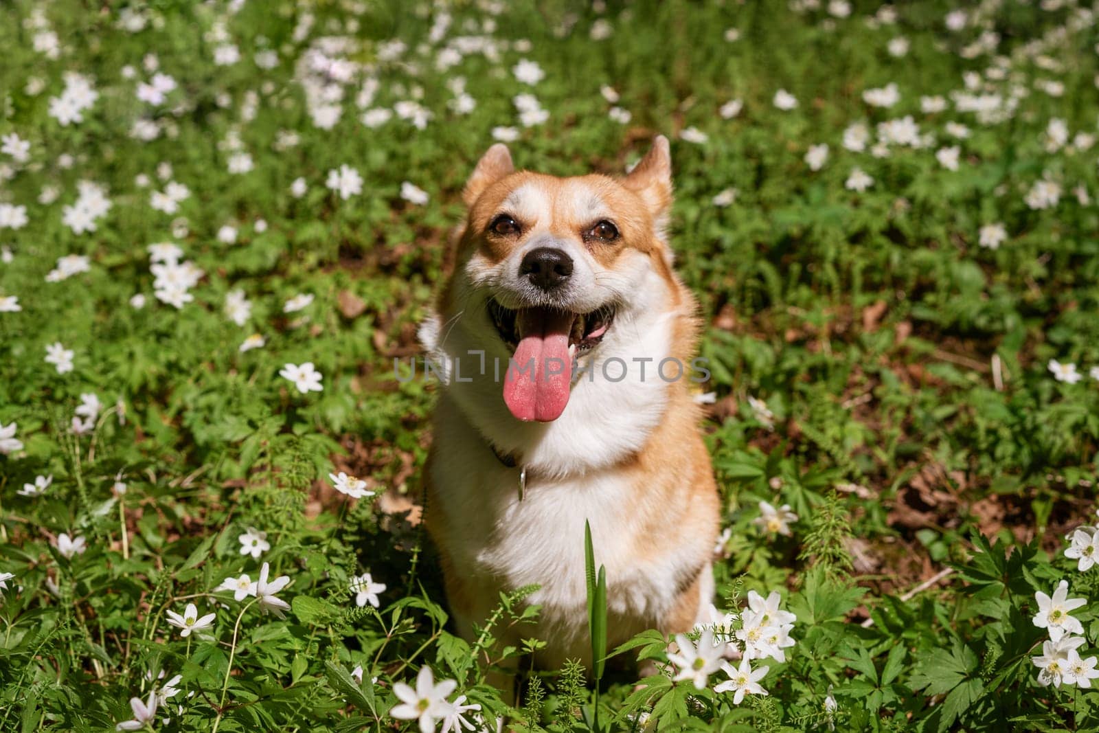 Natural background with cute Corgi Dog sitting on a spring sunny meadow surrounded by white flowers in the park