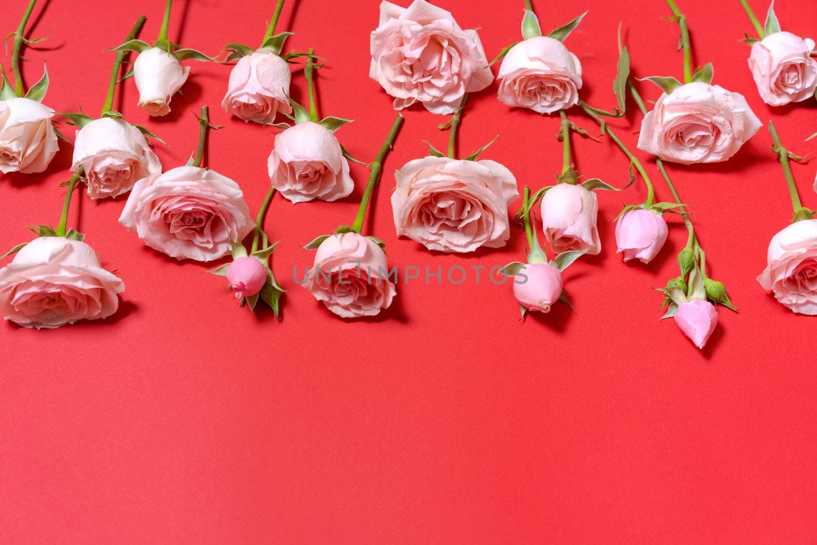Valentine's Day. Flowers composition pink flowers, on a red background. Women's Day and Mother's Day. Flat lay, top view, copy space.