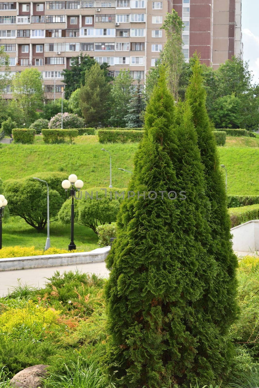 Fragment of boulevard with thuja and house in Moscow, Russia